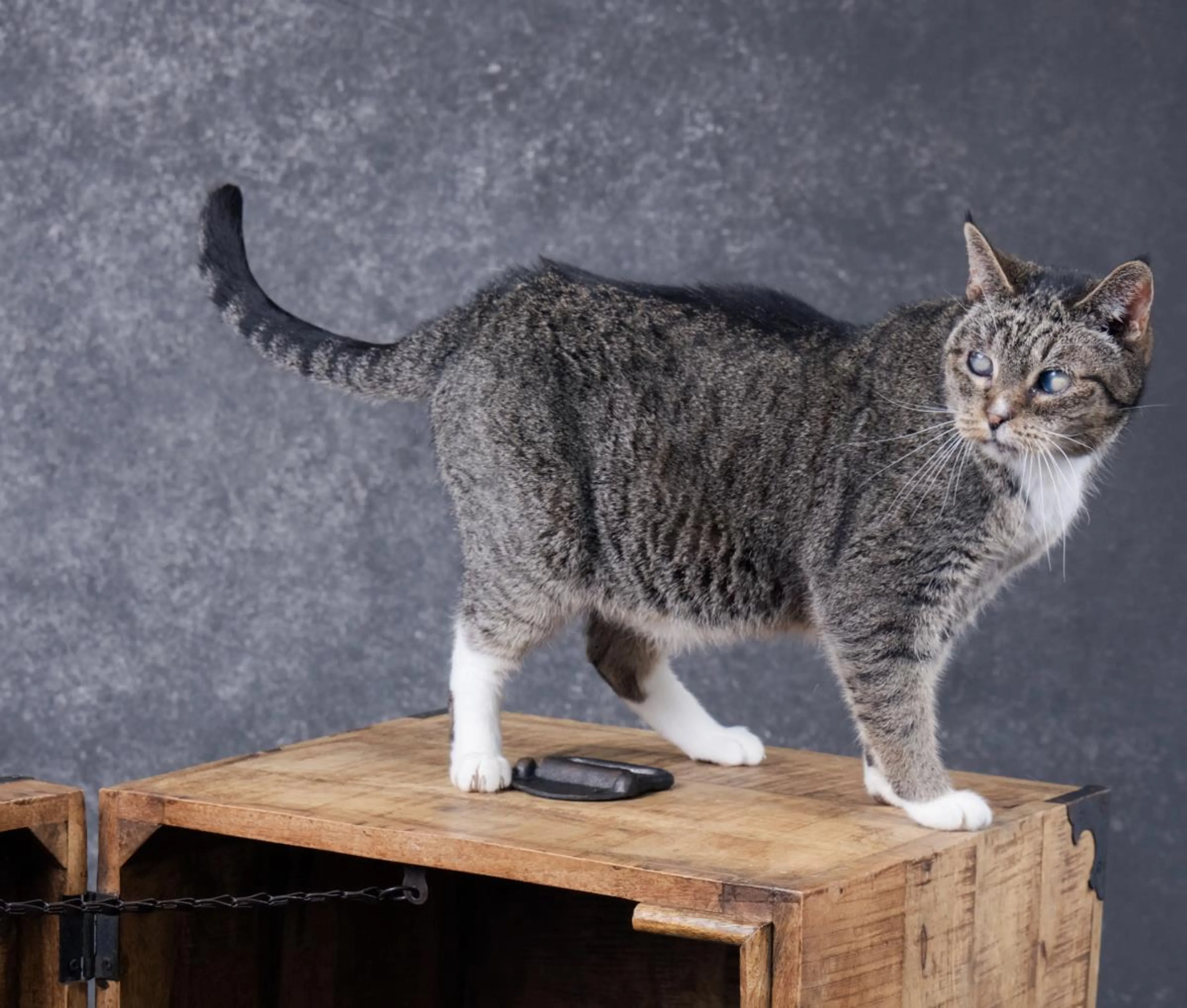 Found pet-0