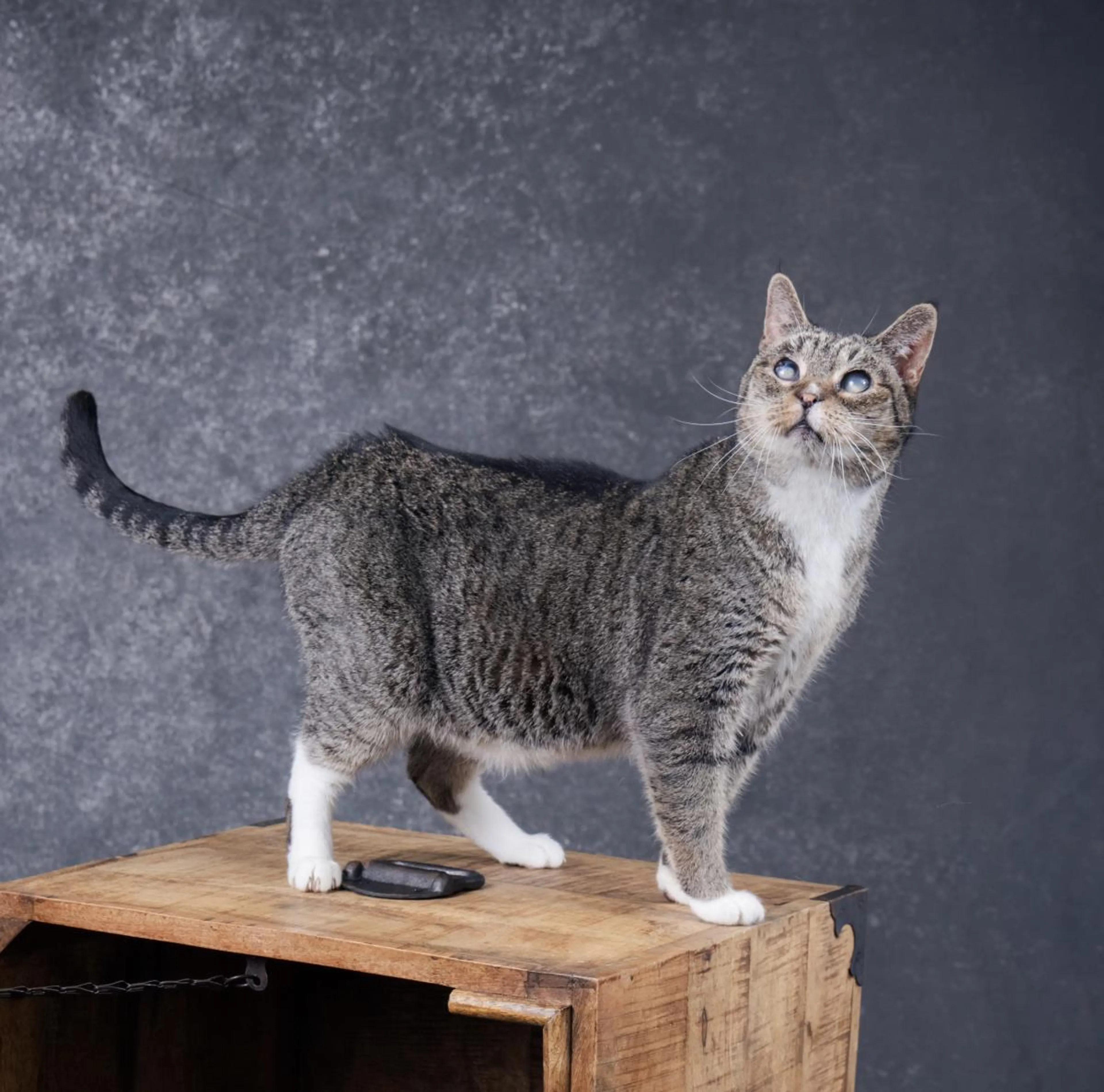 Found pet-3