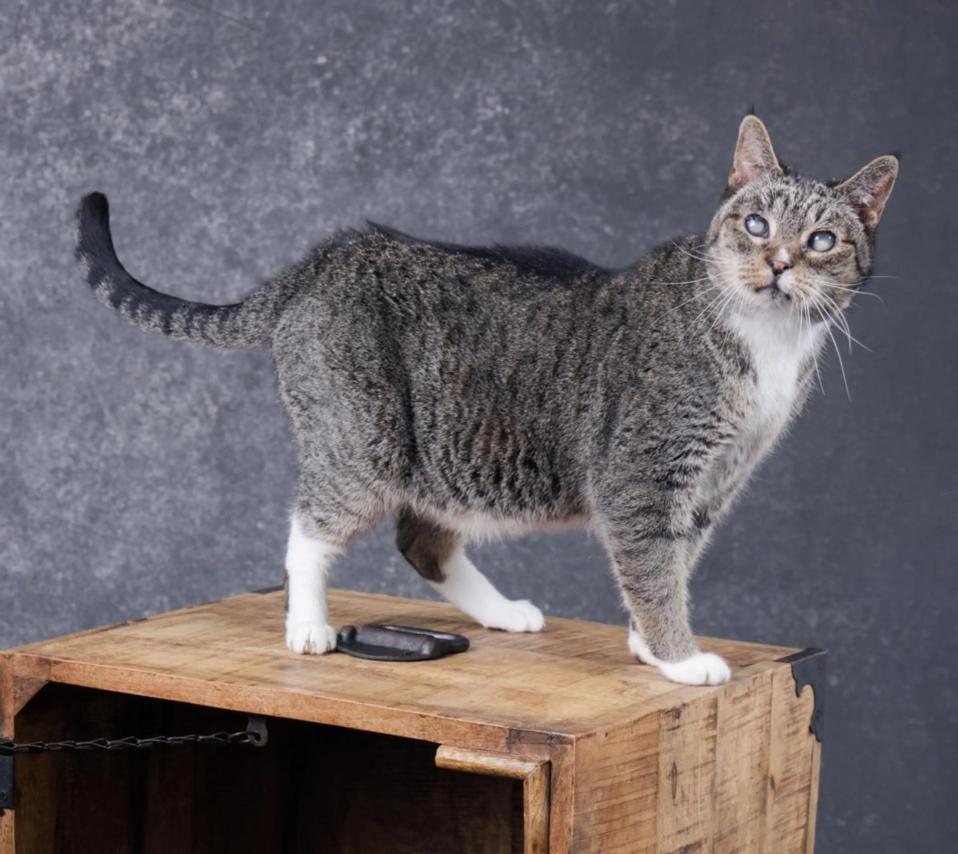 Found pet-4