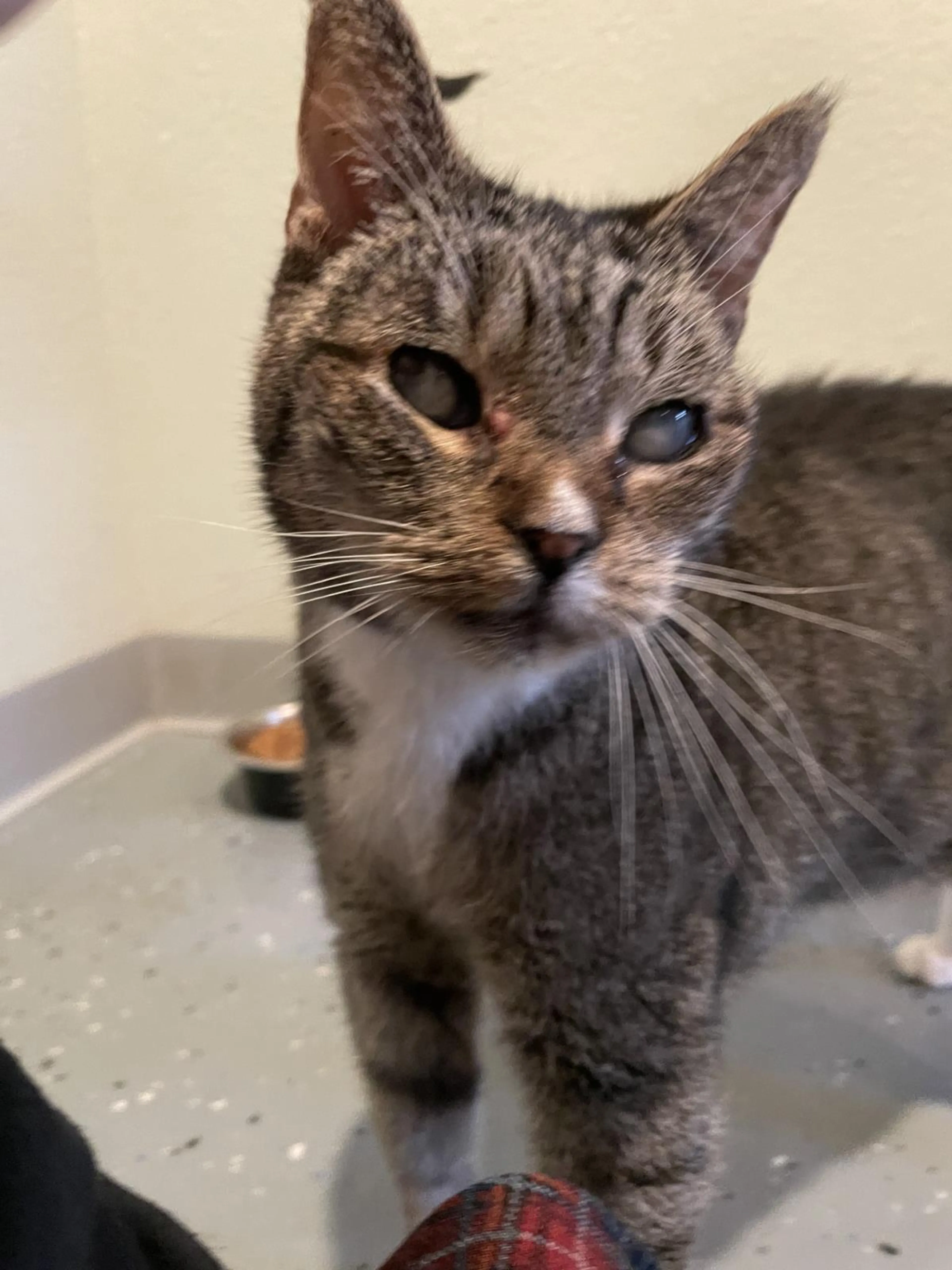 Found pet-2