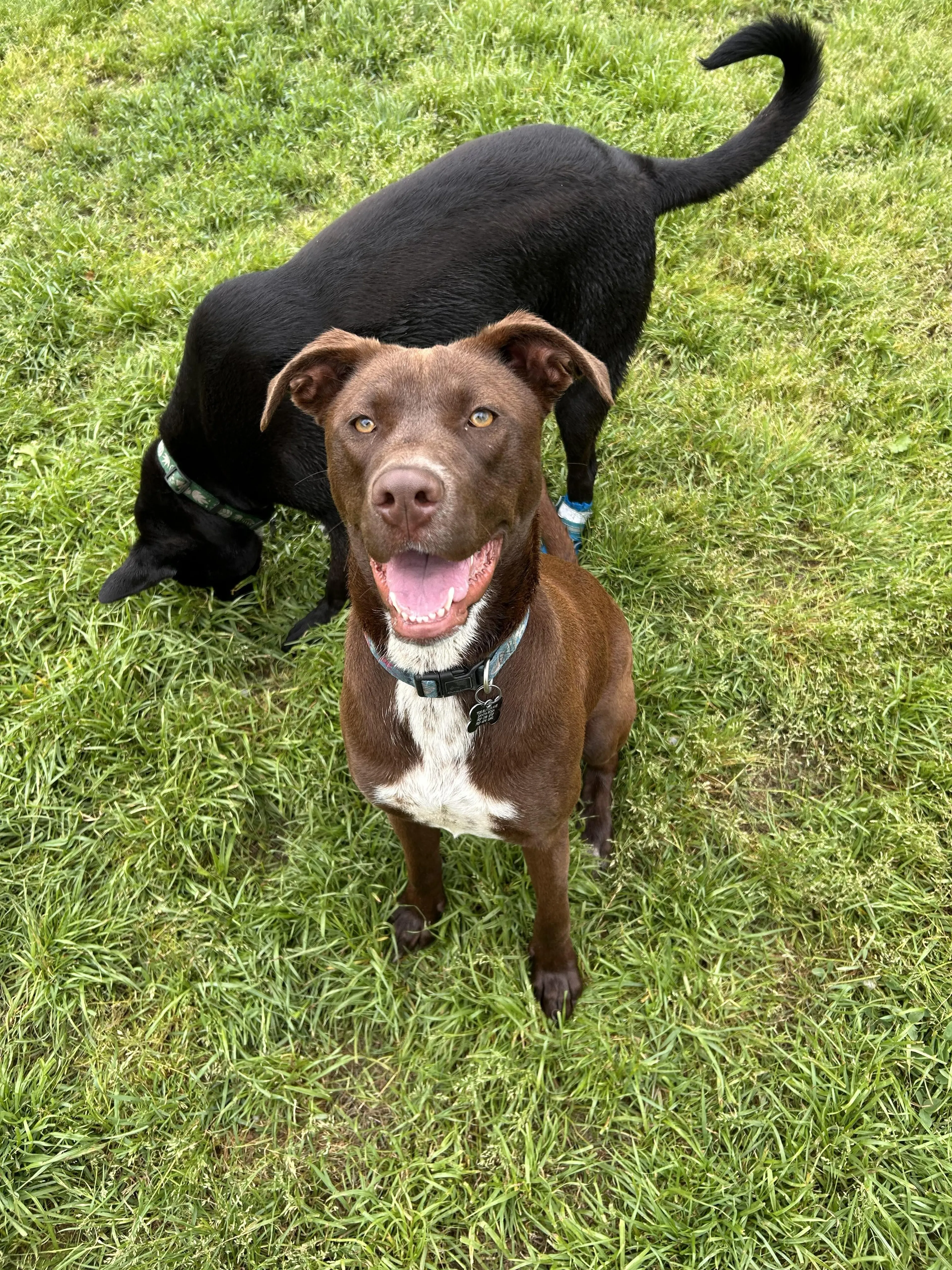 Found pet-4