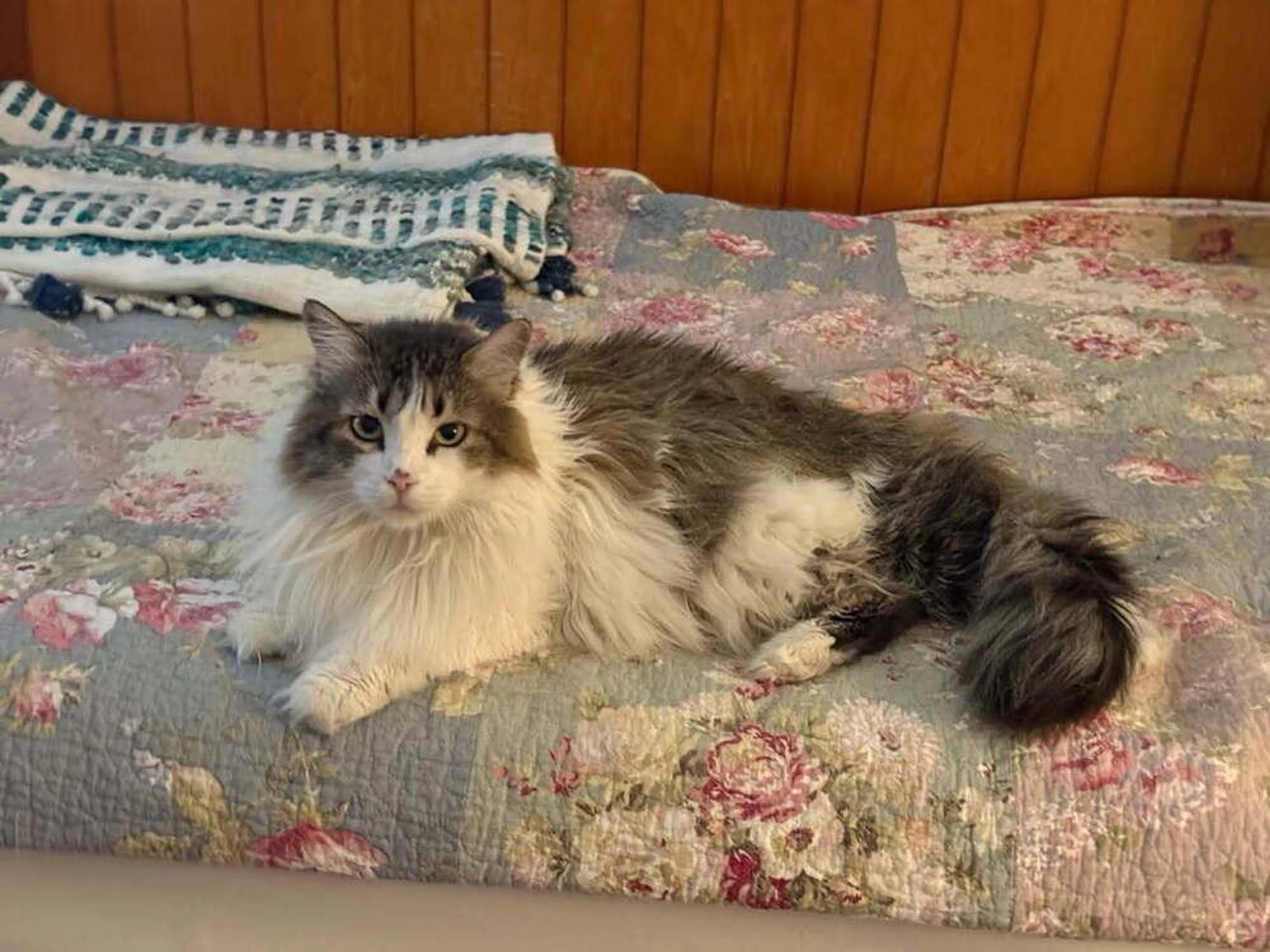 Found pet-2