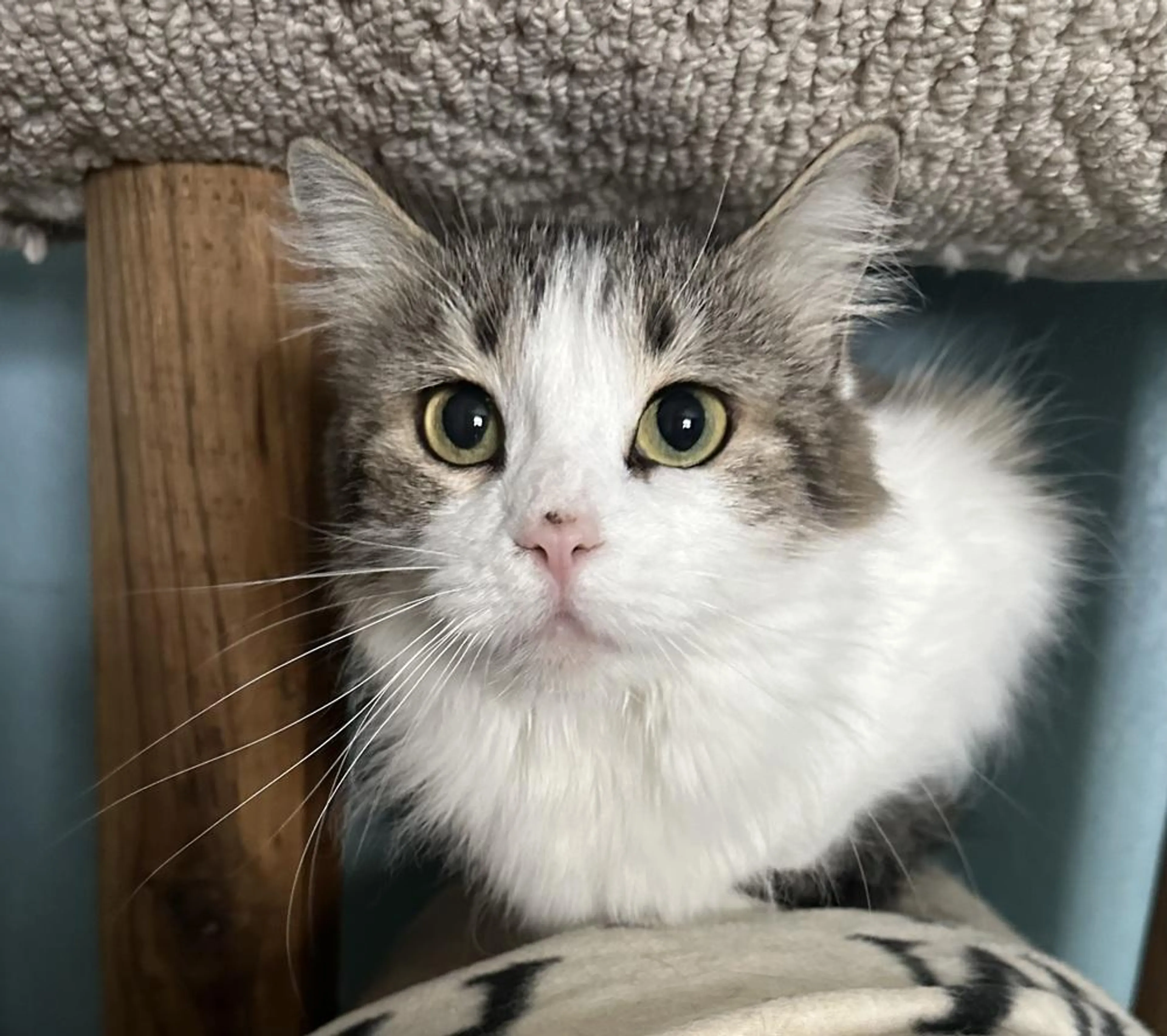 Found pet-1