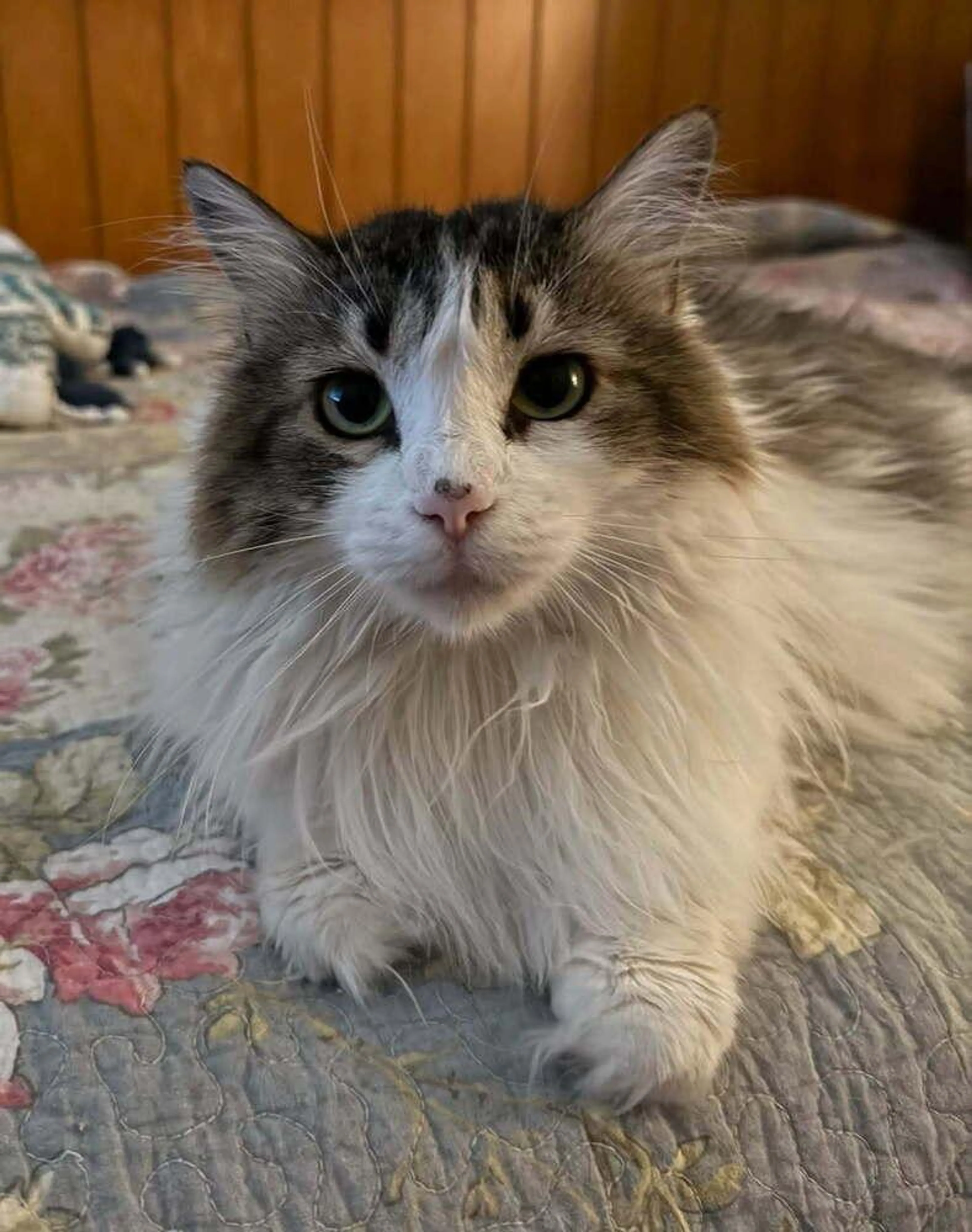 Found pet-3