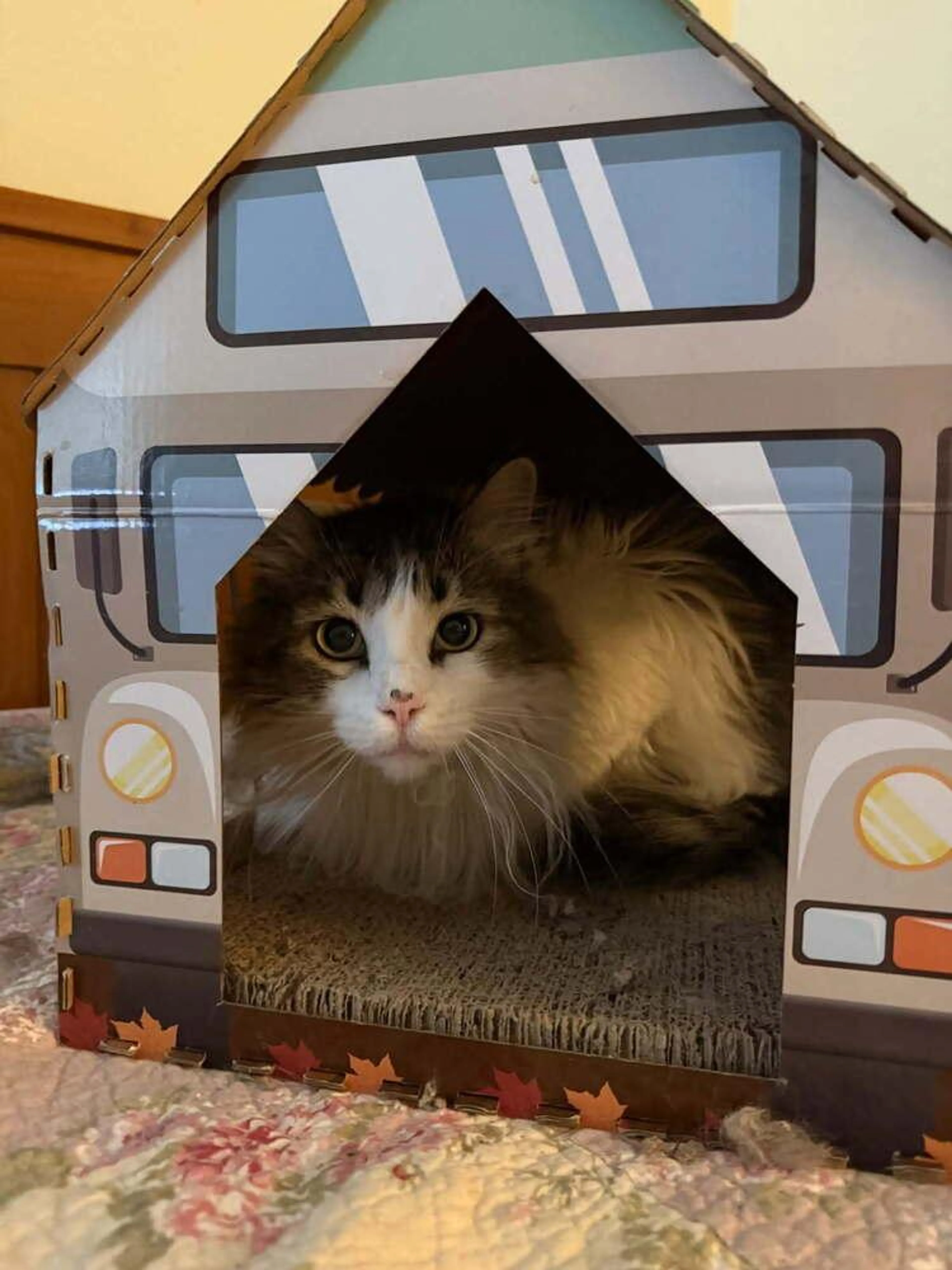 Found pet-4