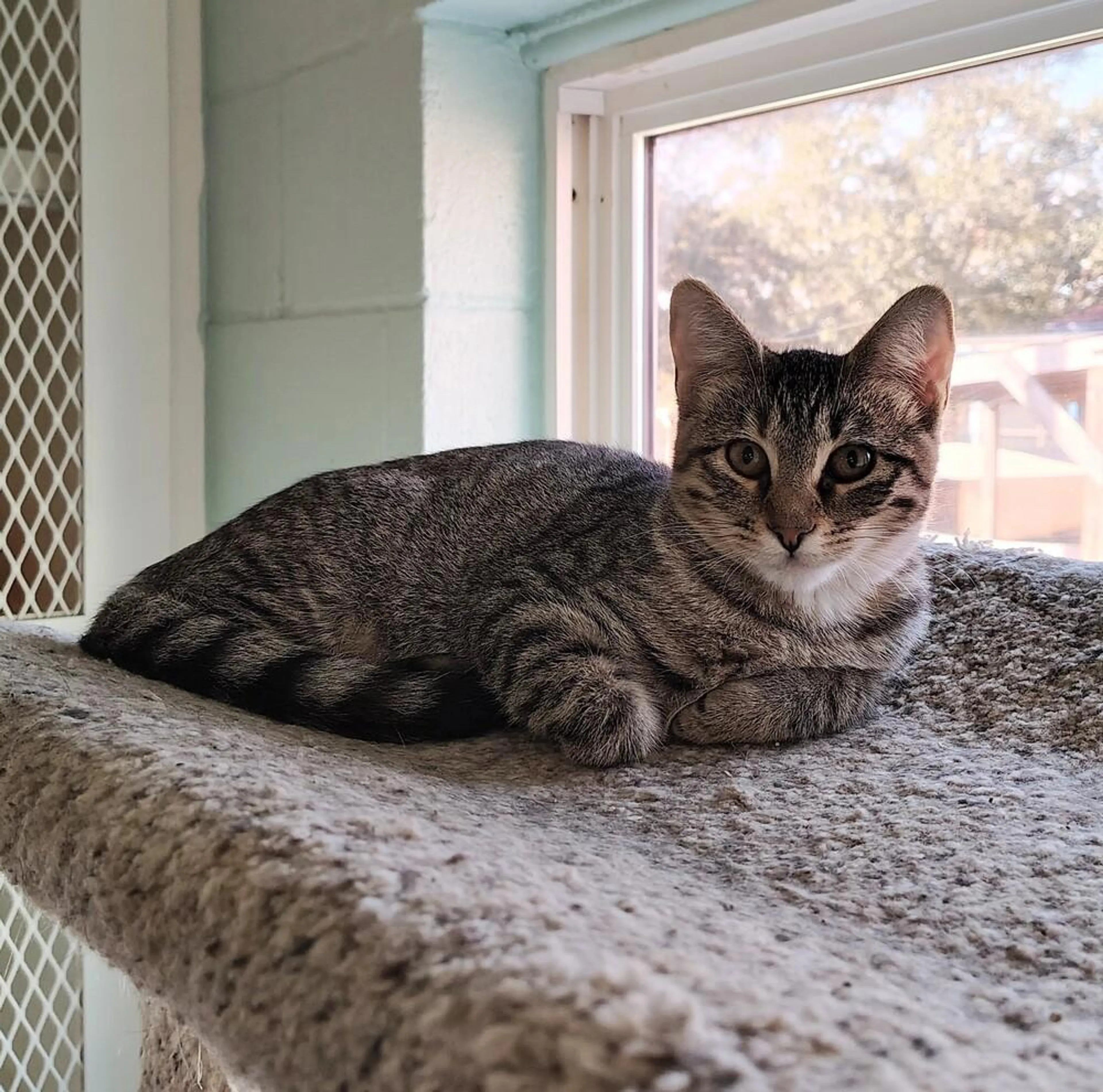 Found pet-3