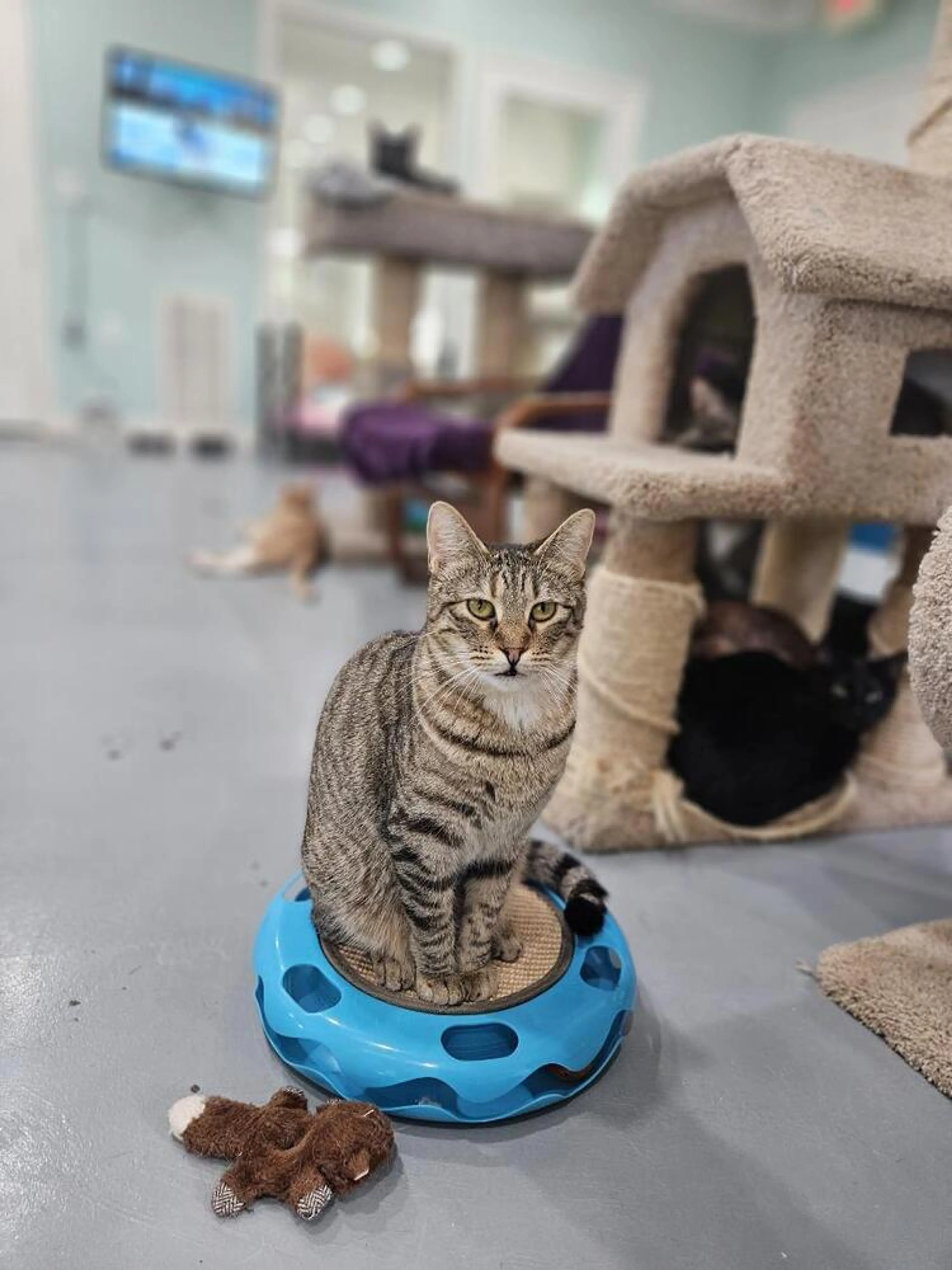 Found pet-1