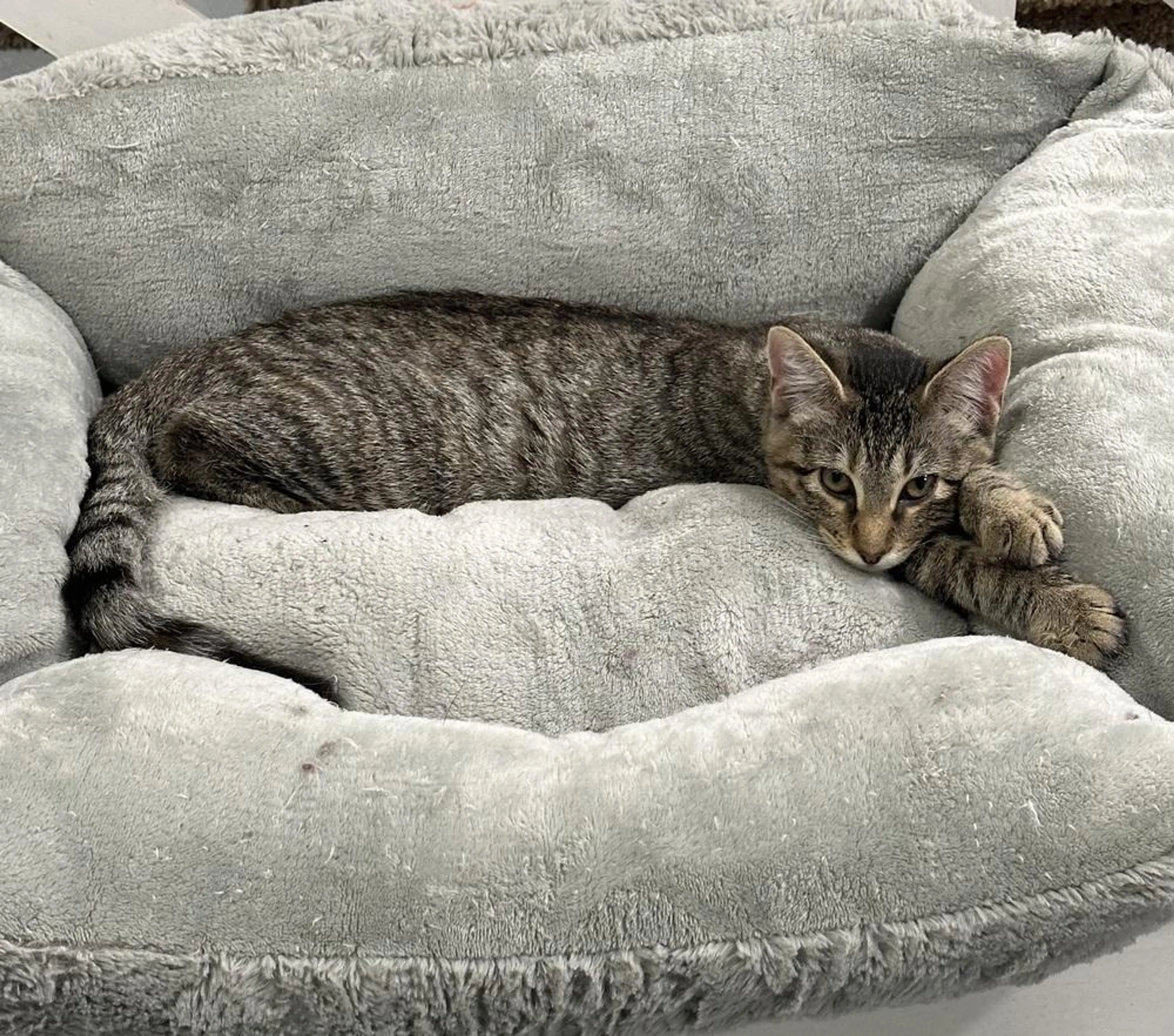 Found pet-2