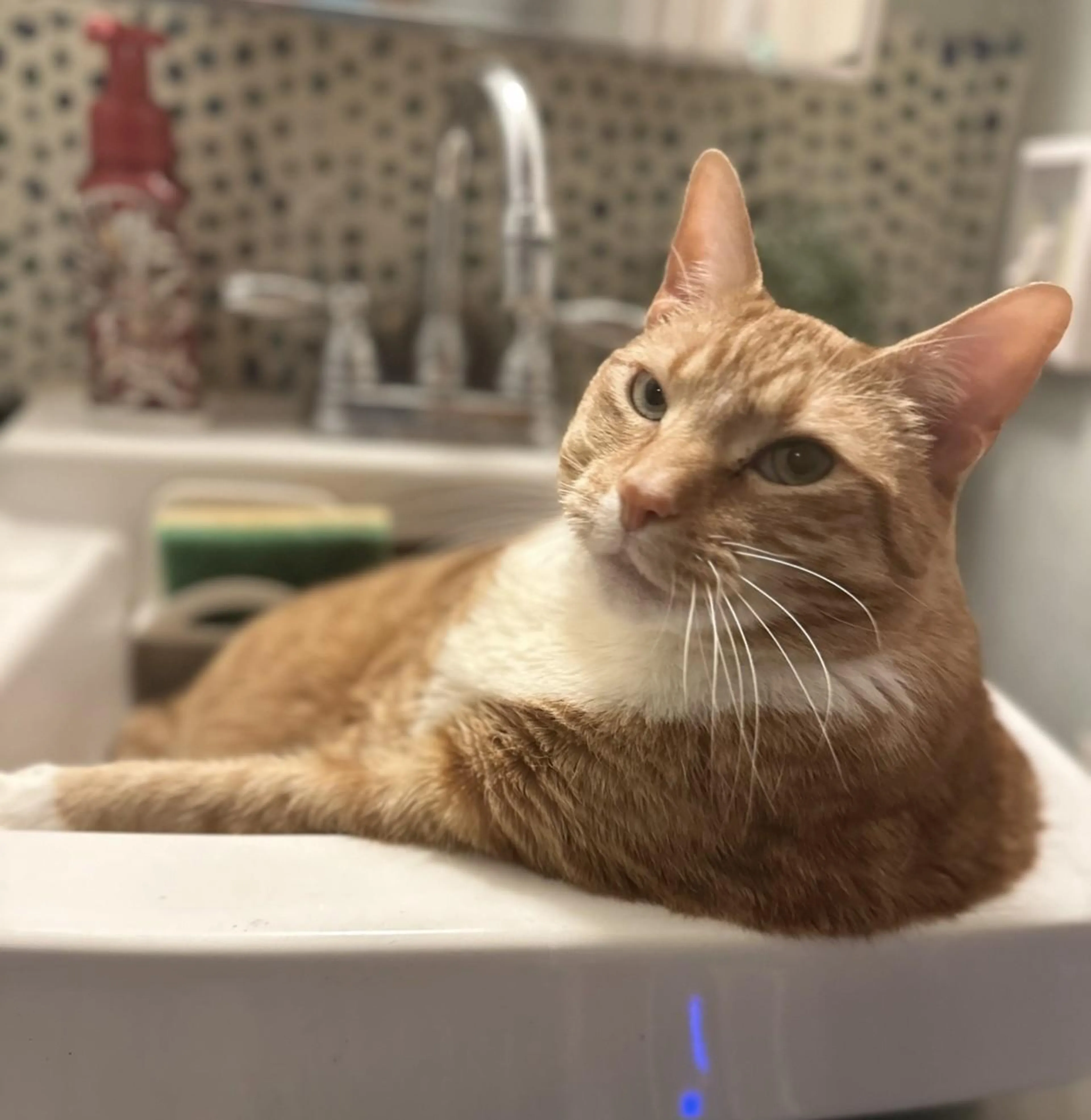 Found pet-1