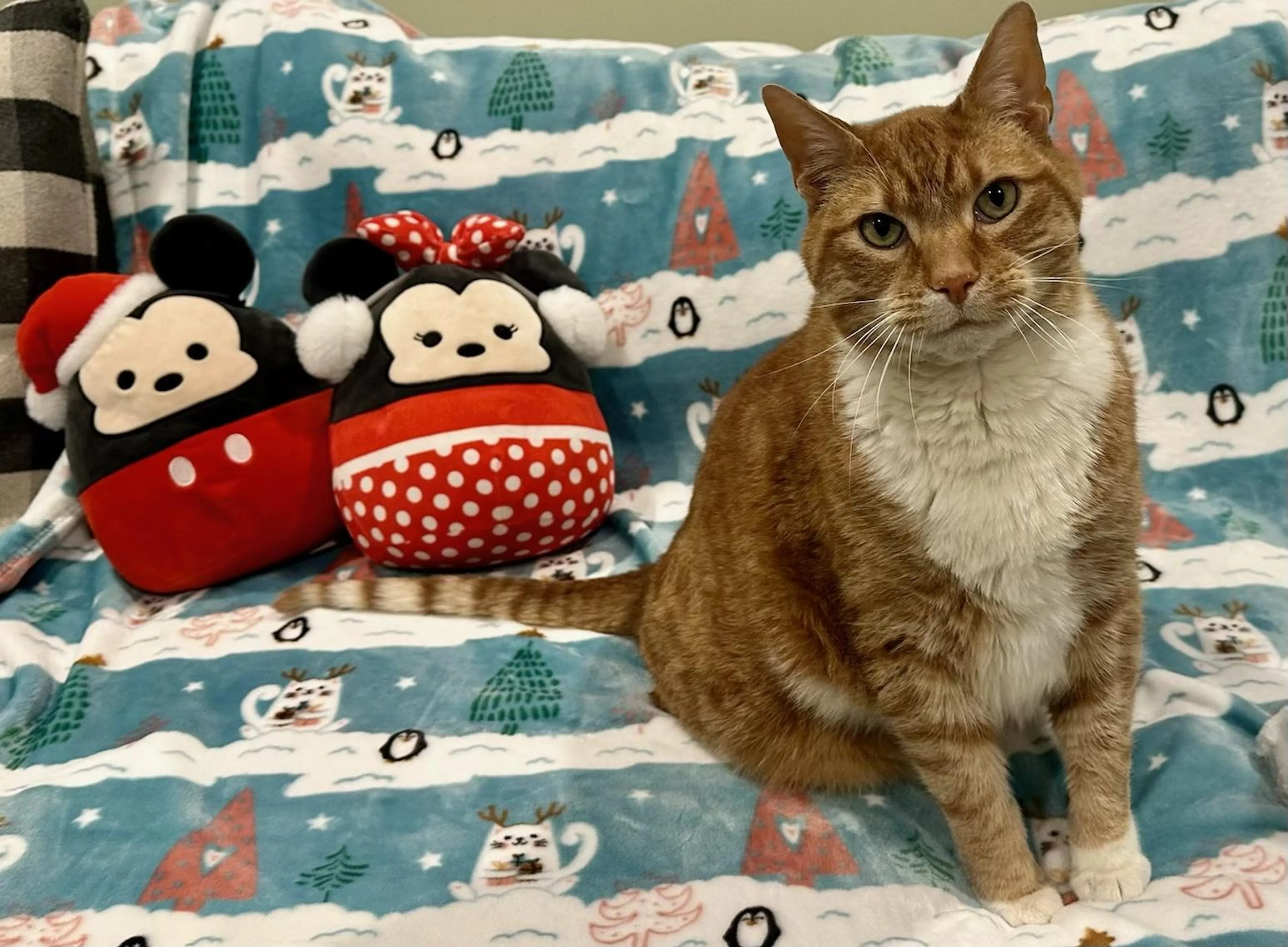 Found pet-3