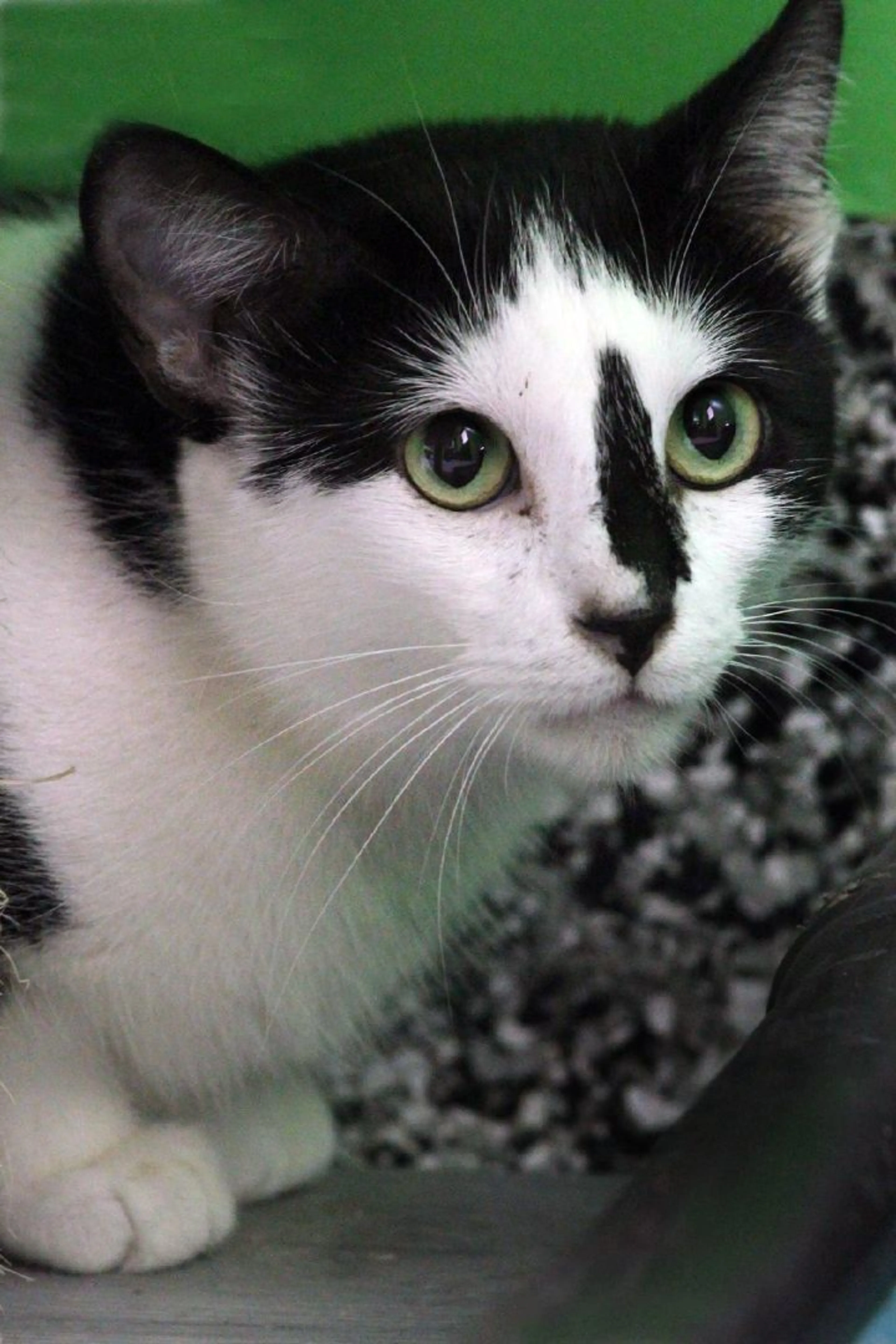 Found pet-3