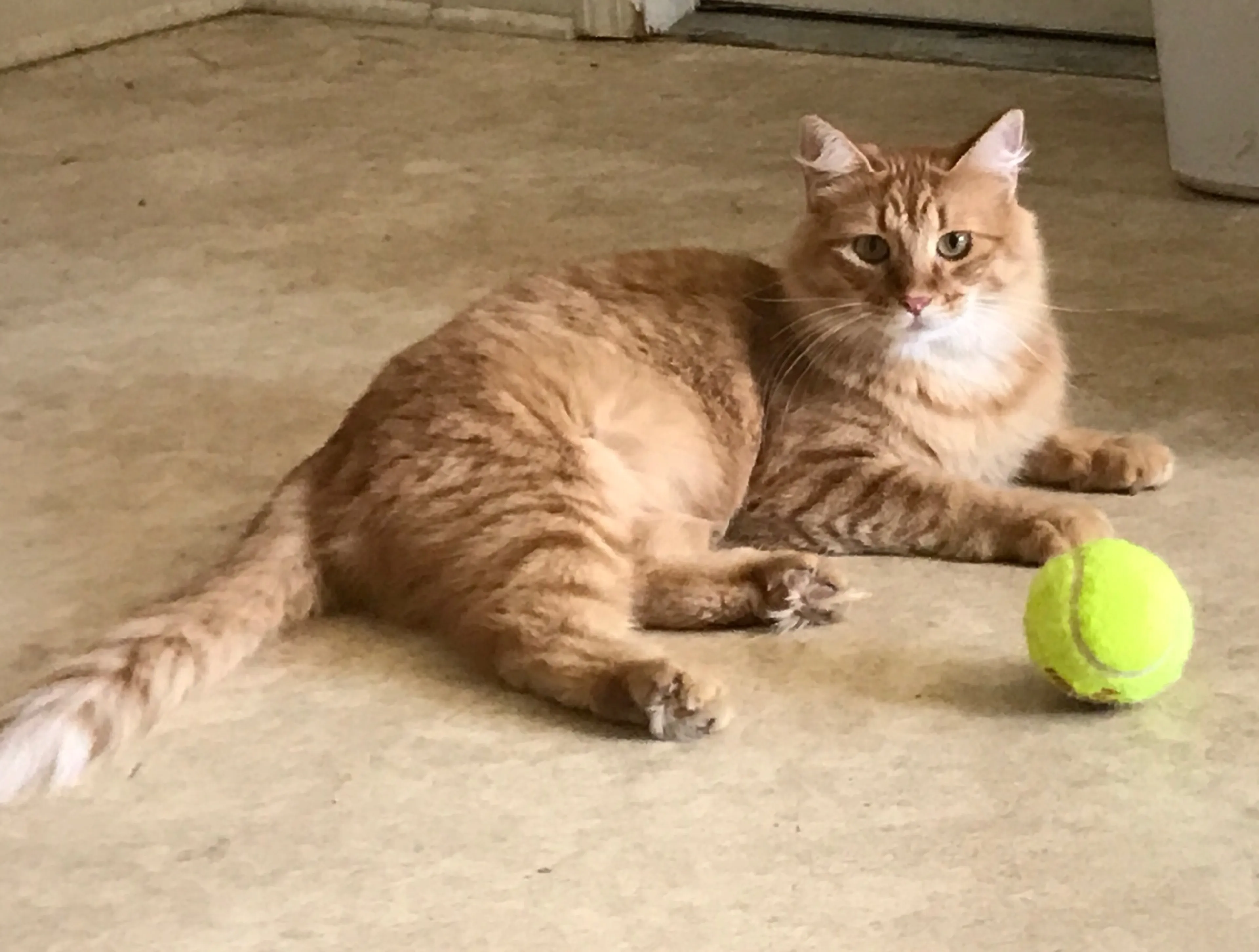 Found pet-0
