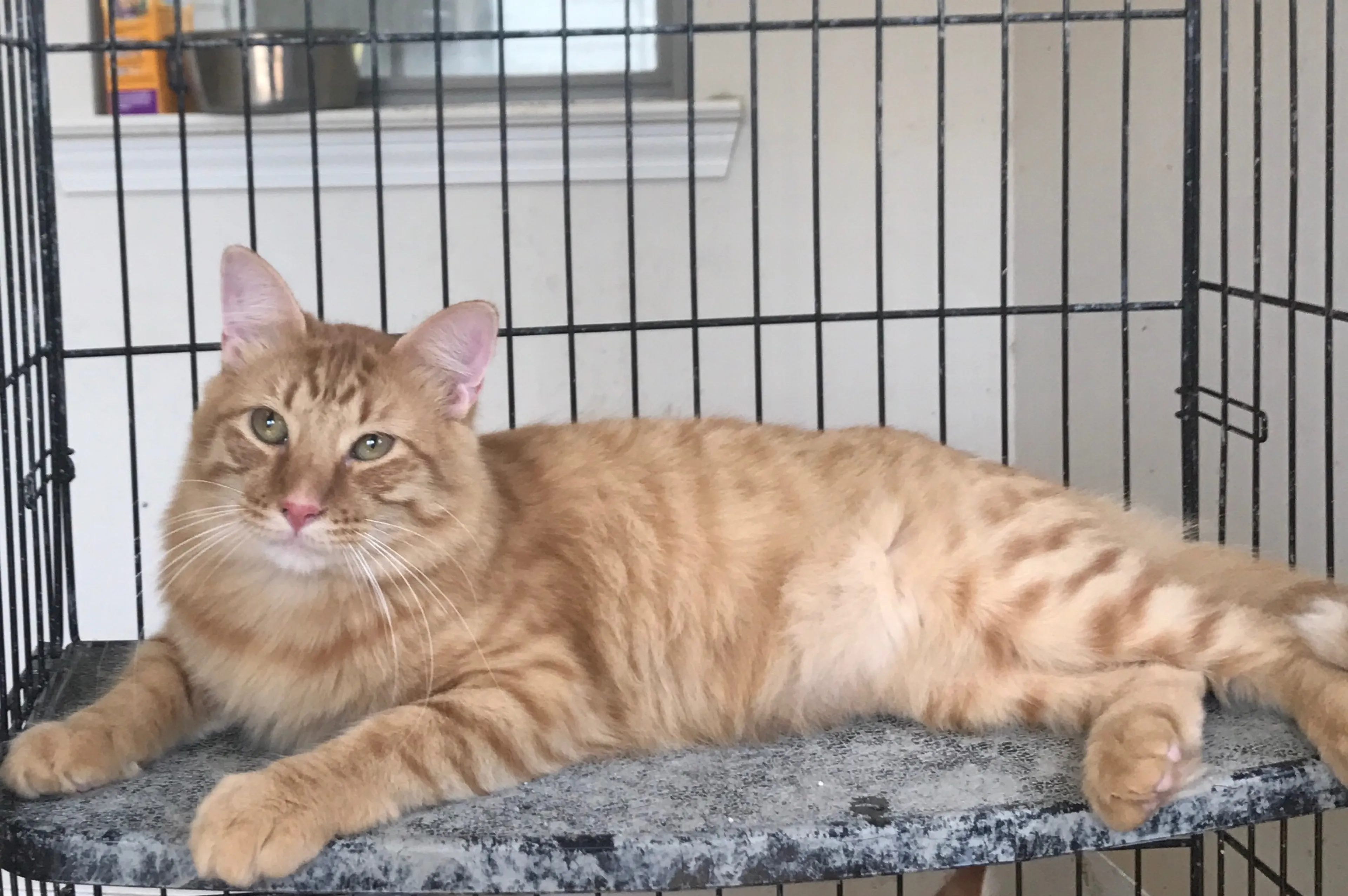 Found pet-1