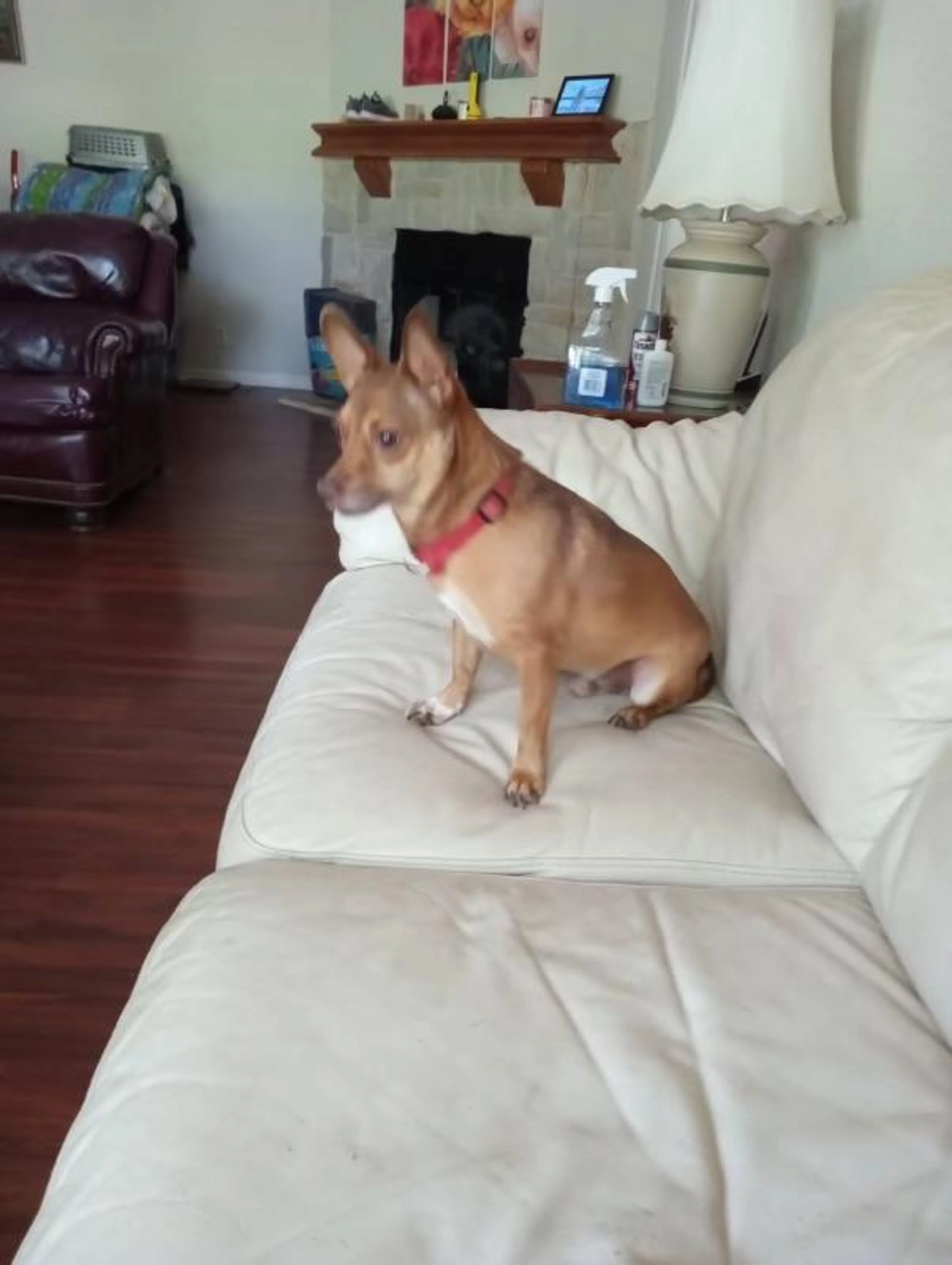 Found pet-0