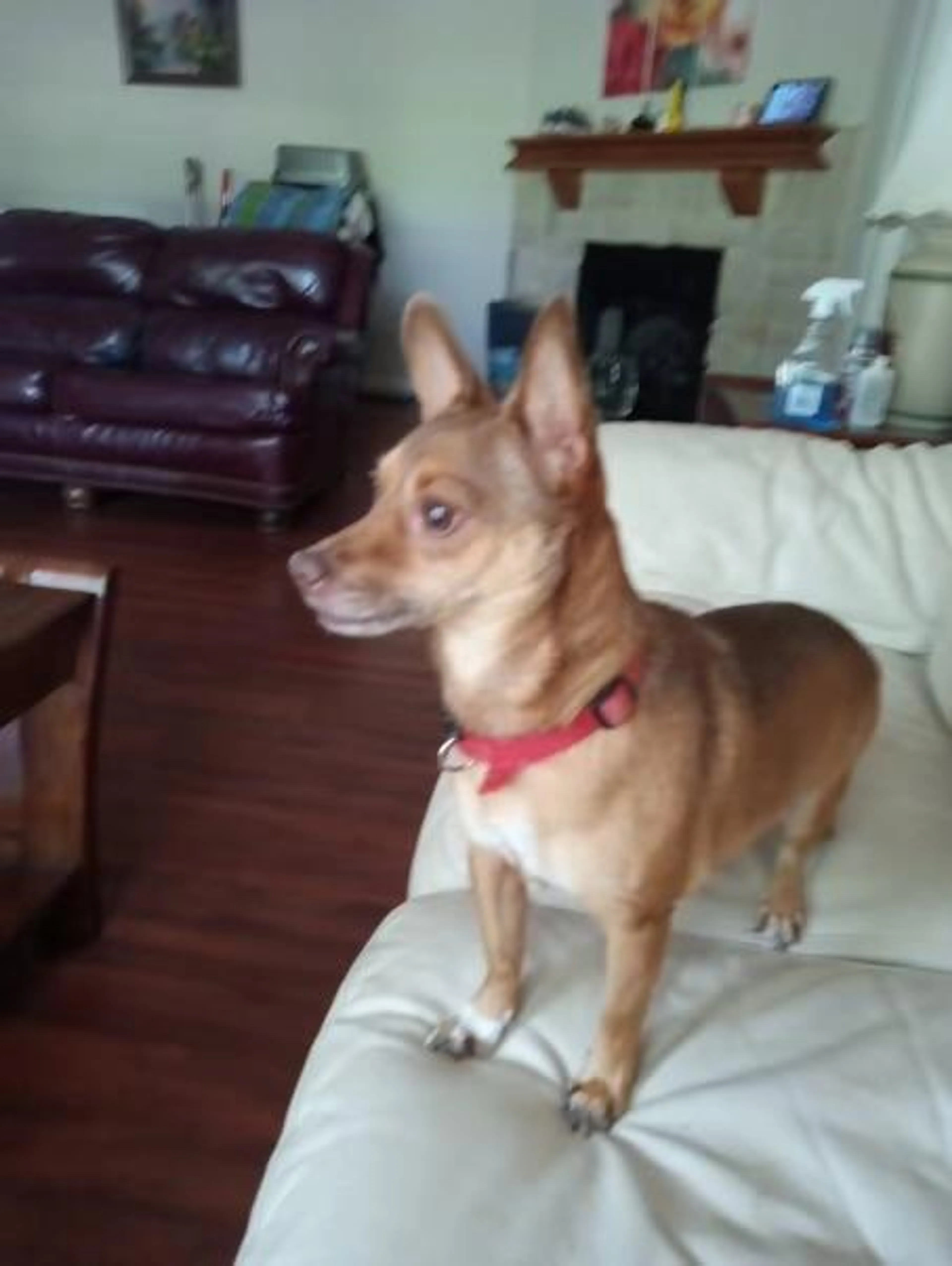 Found pet-1