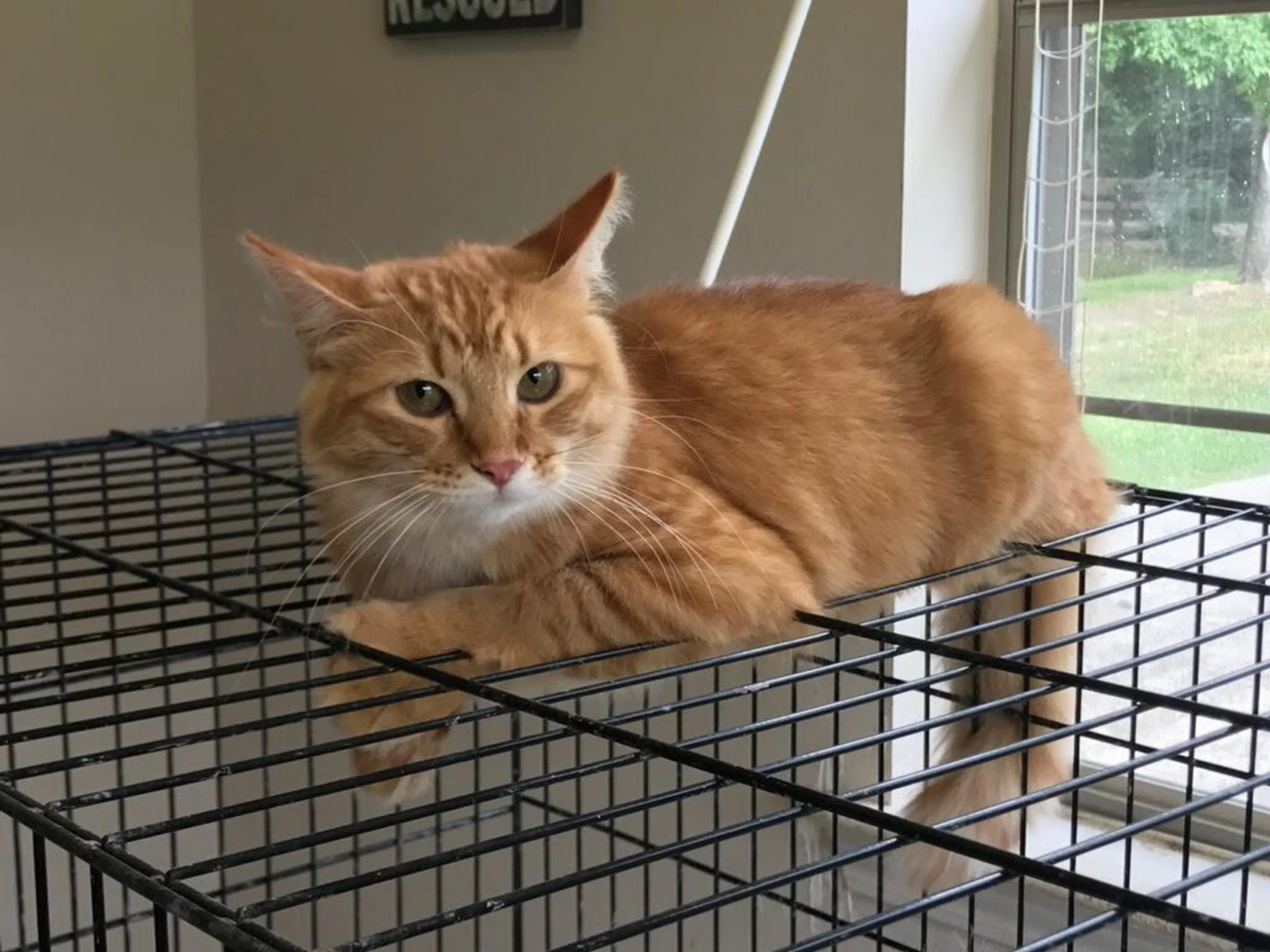 Found pet-1