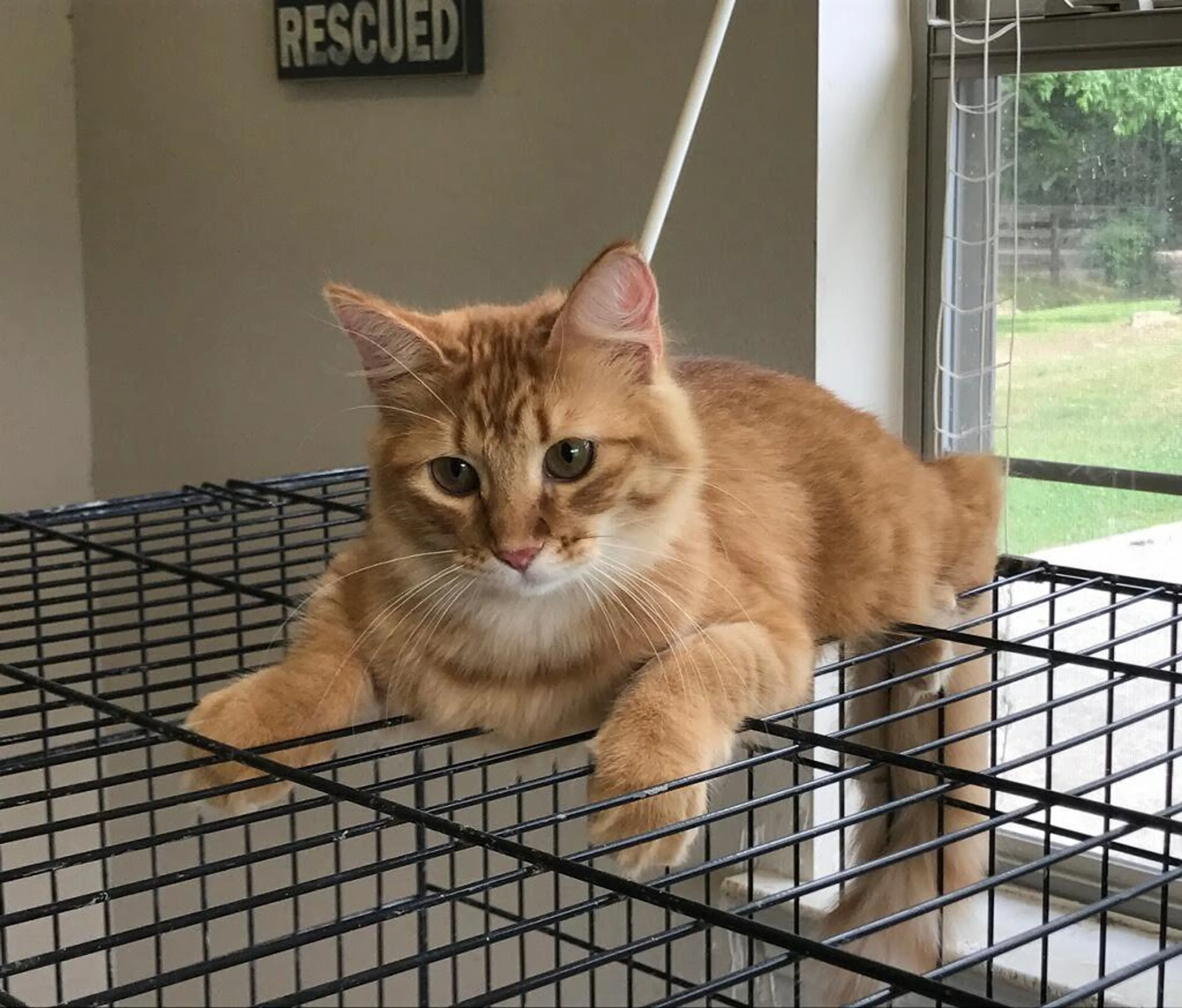 Found pet-2