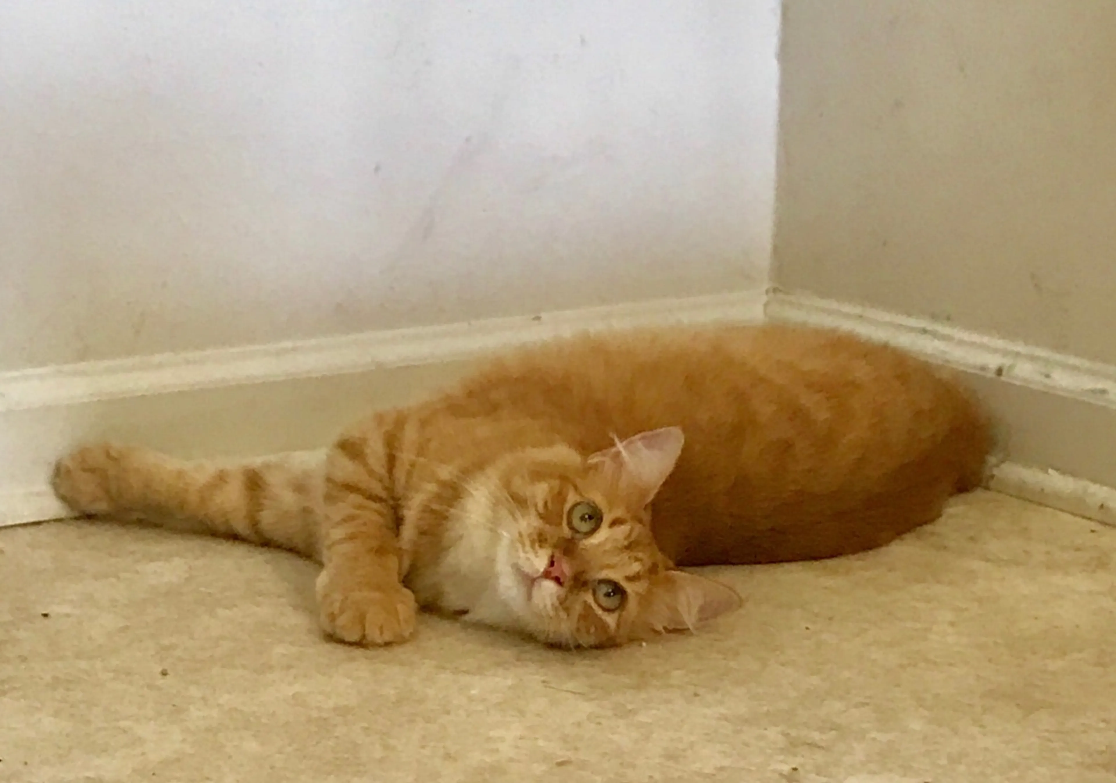 Found pet-0