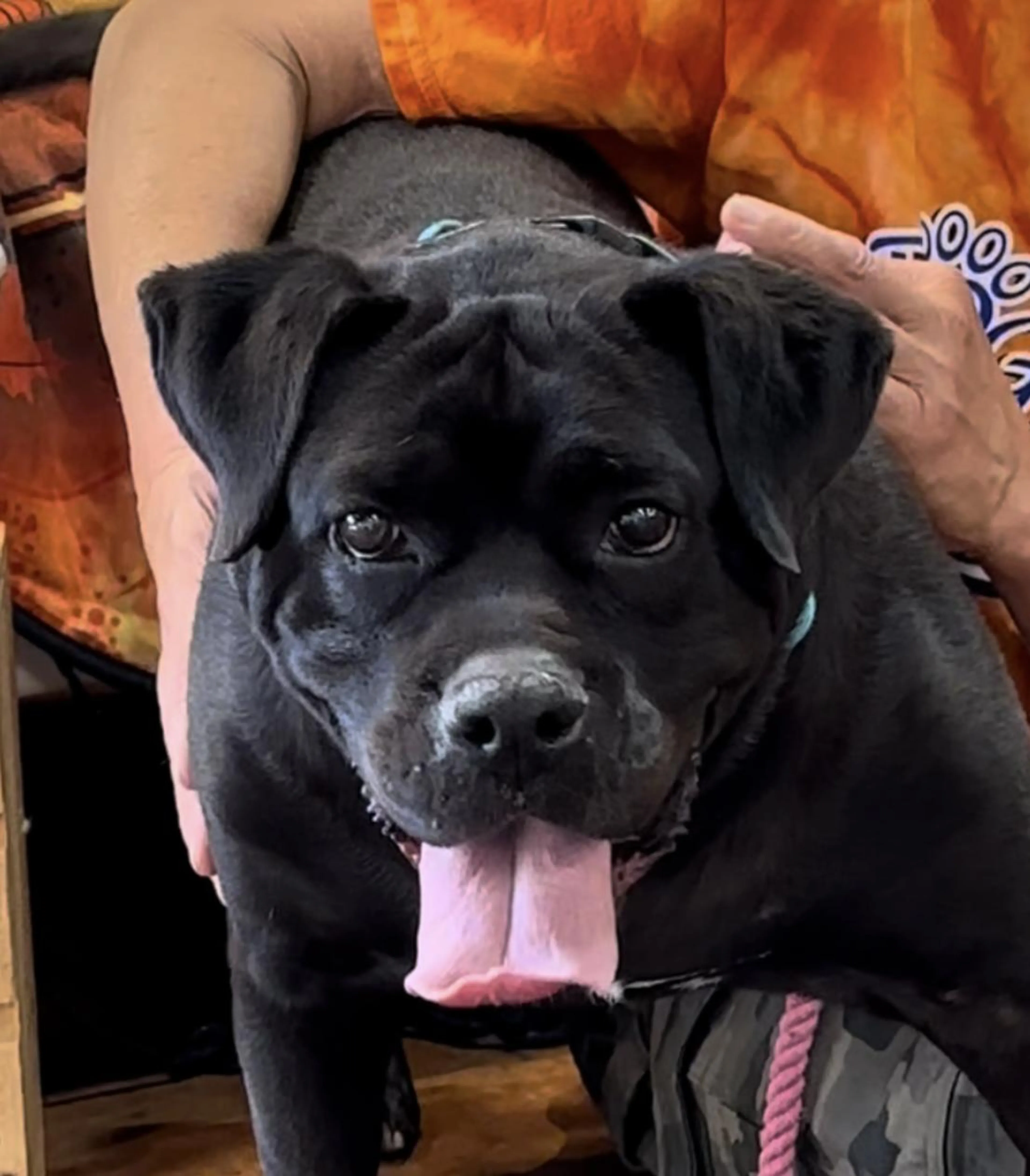 Found pet-2