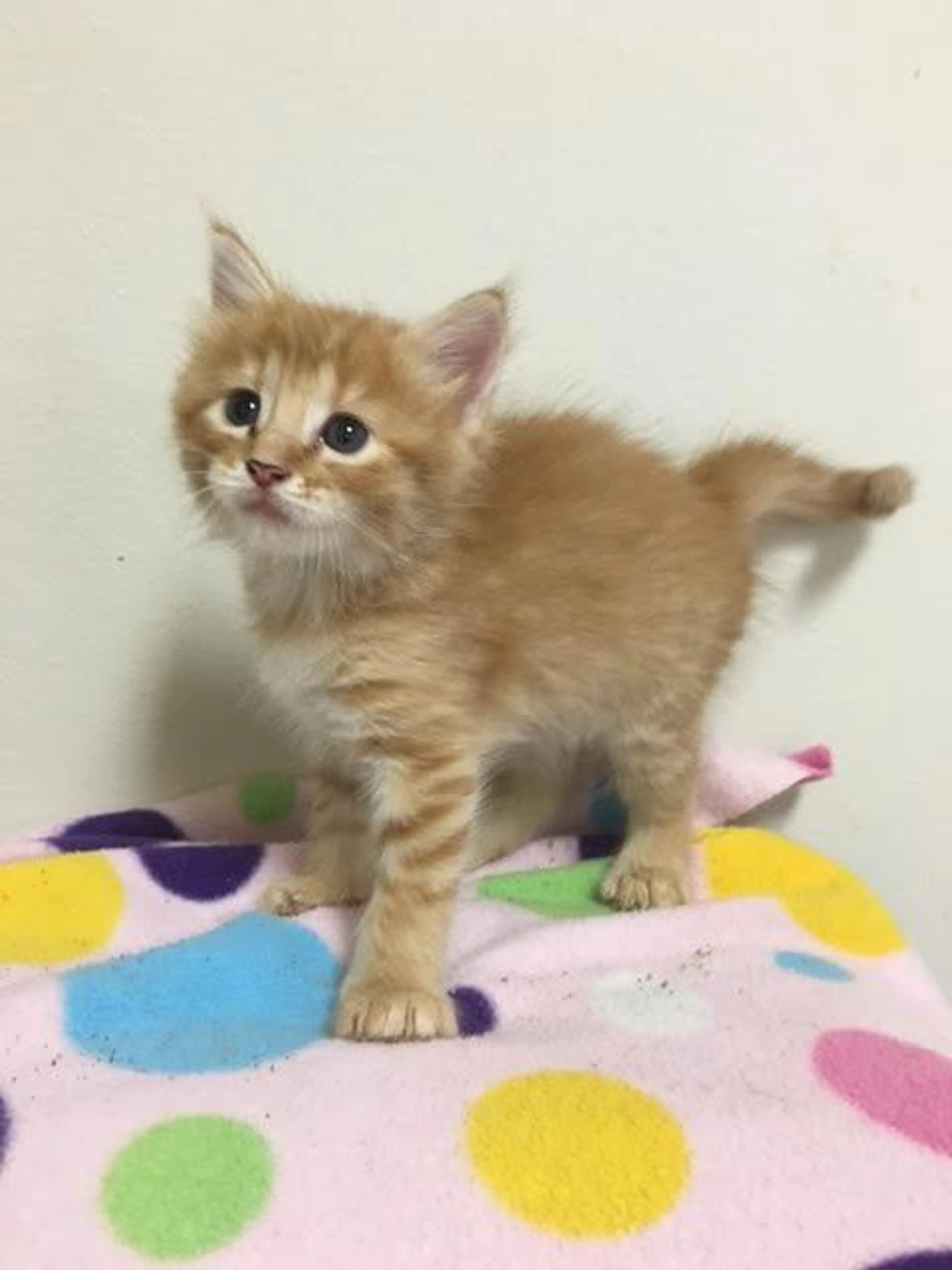 Found pet-1