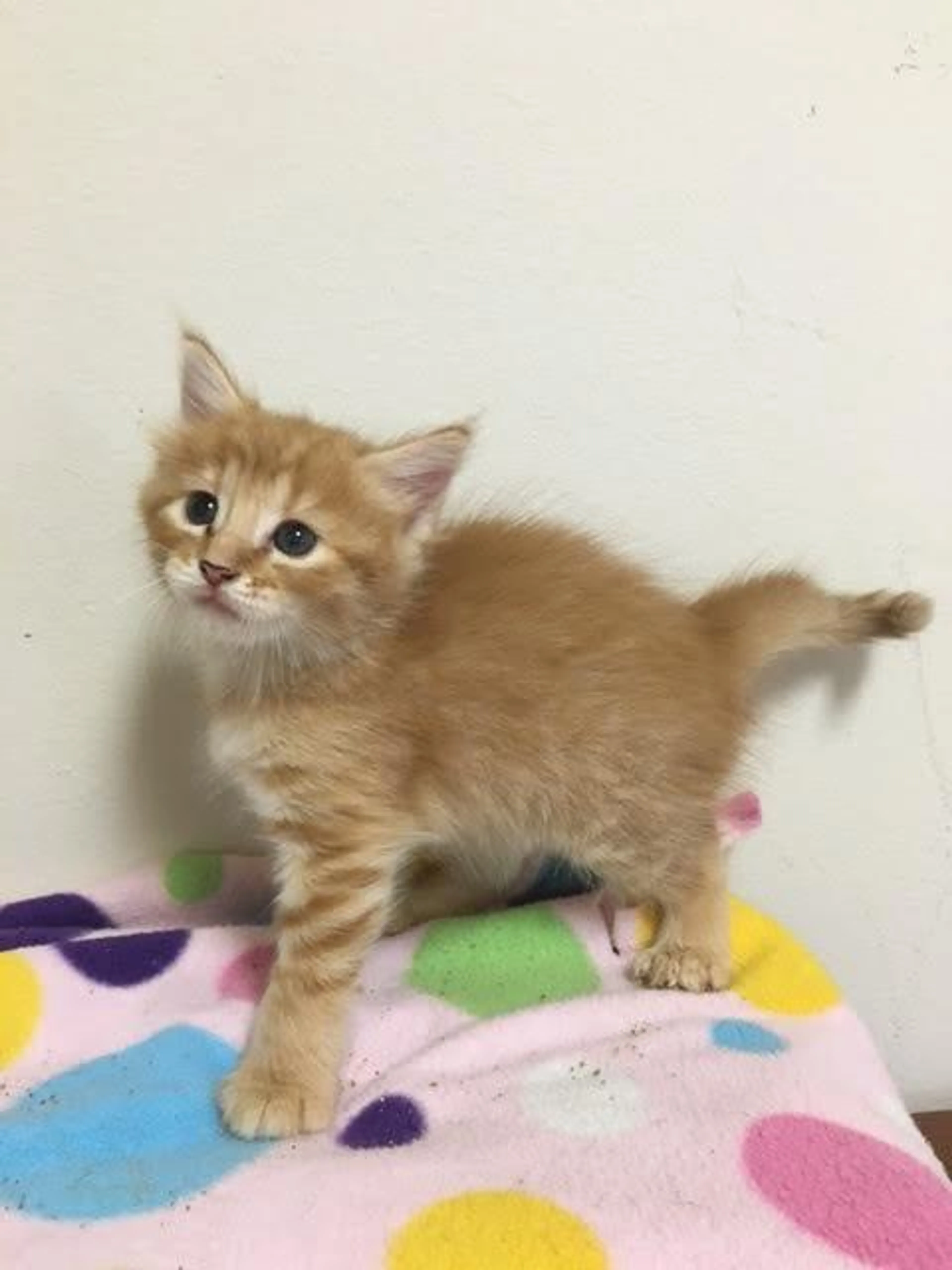 Found pet-2