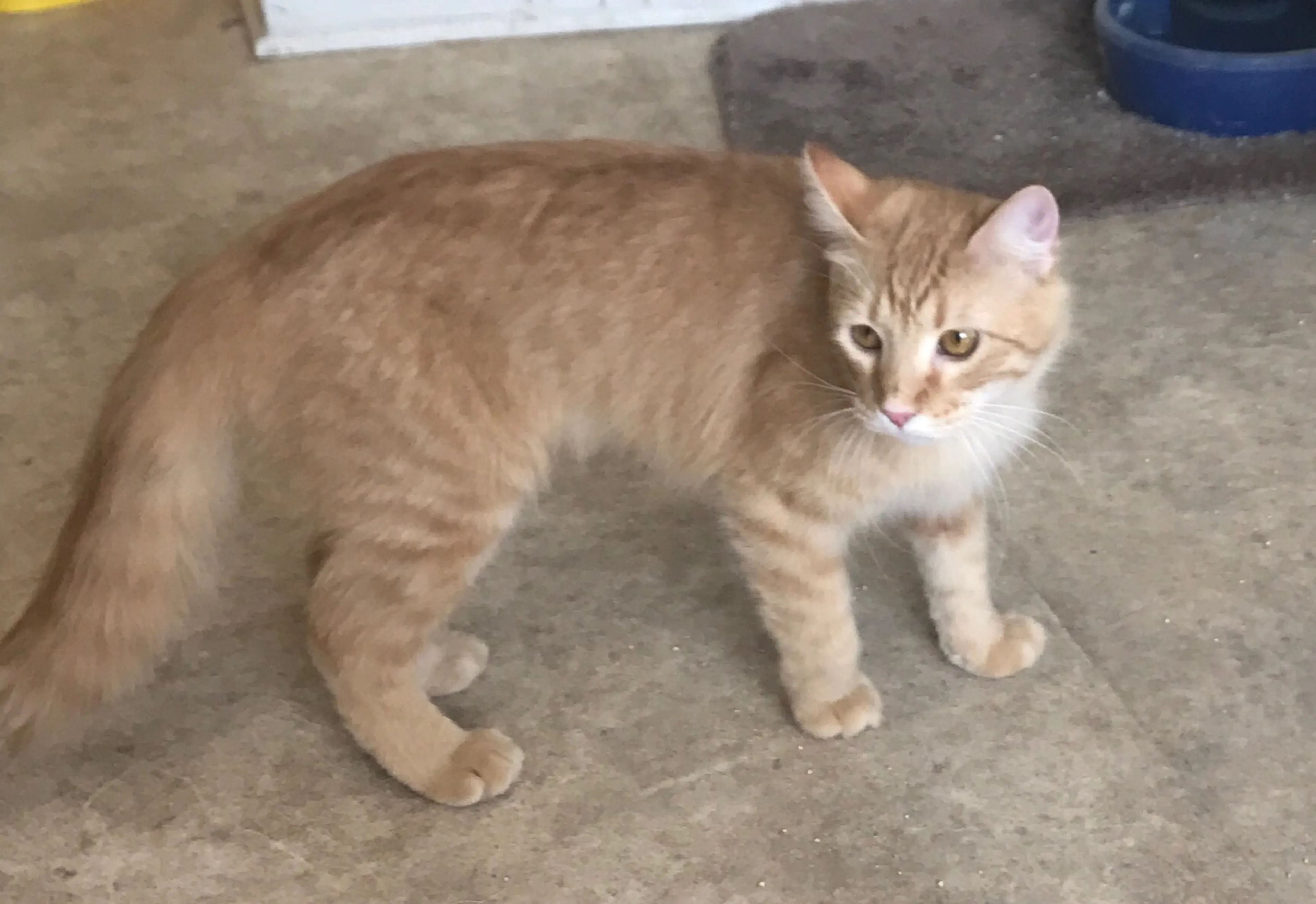Found pet-3