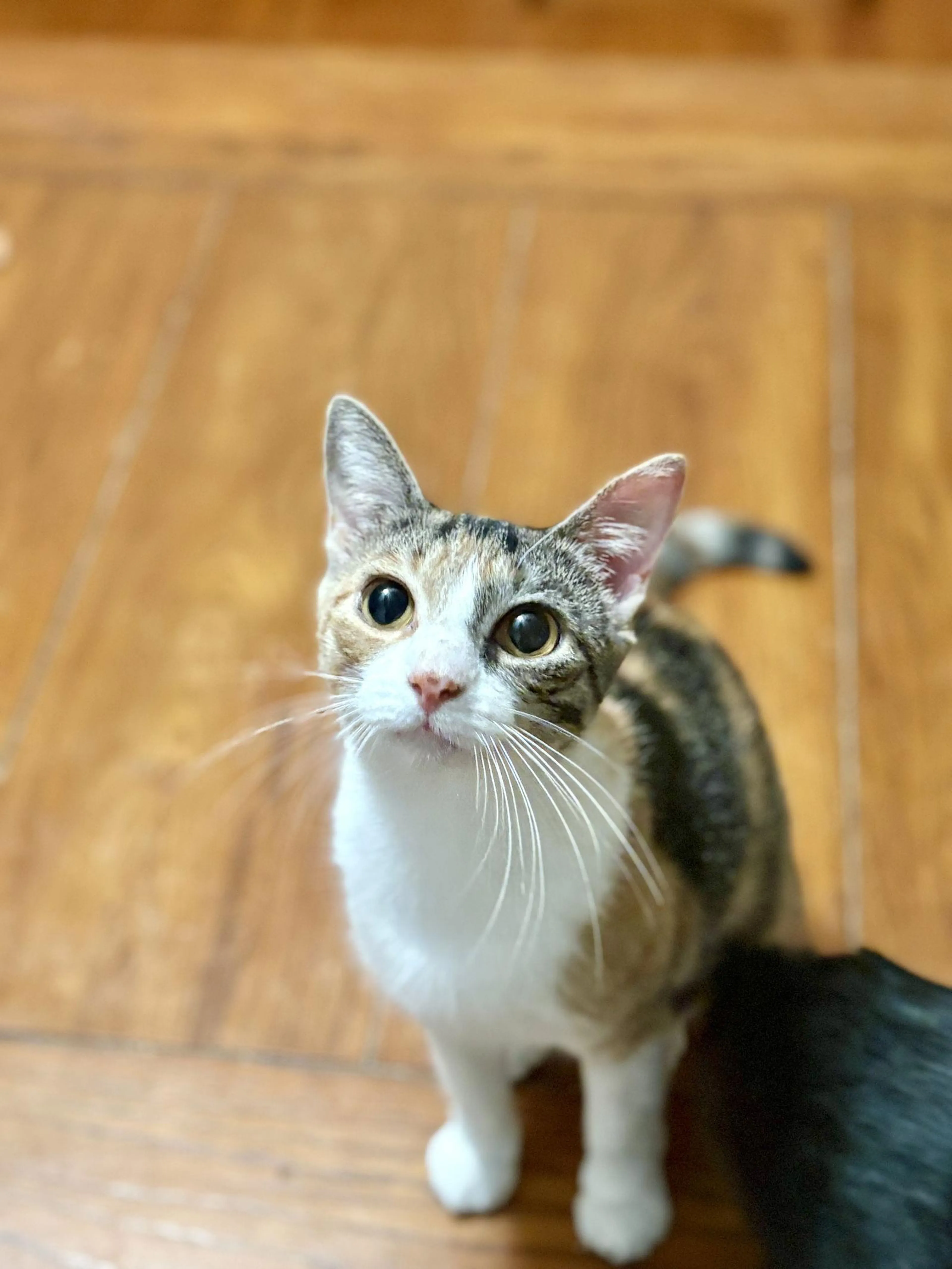 Found pet-0