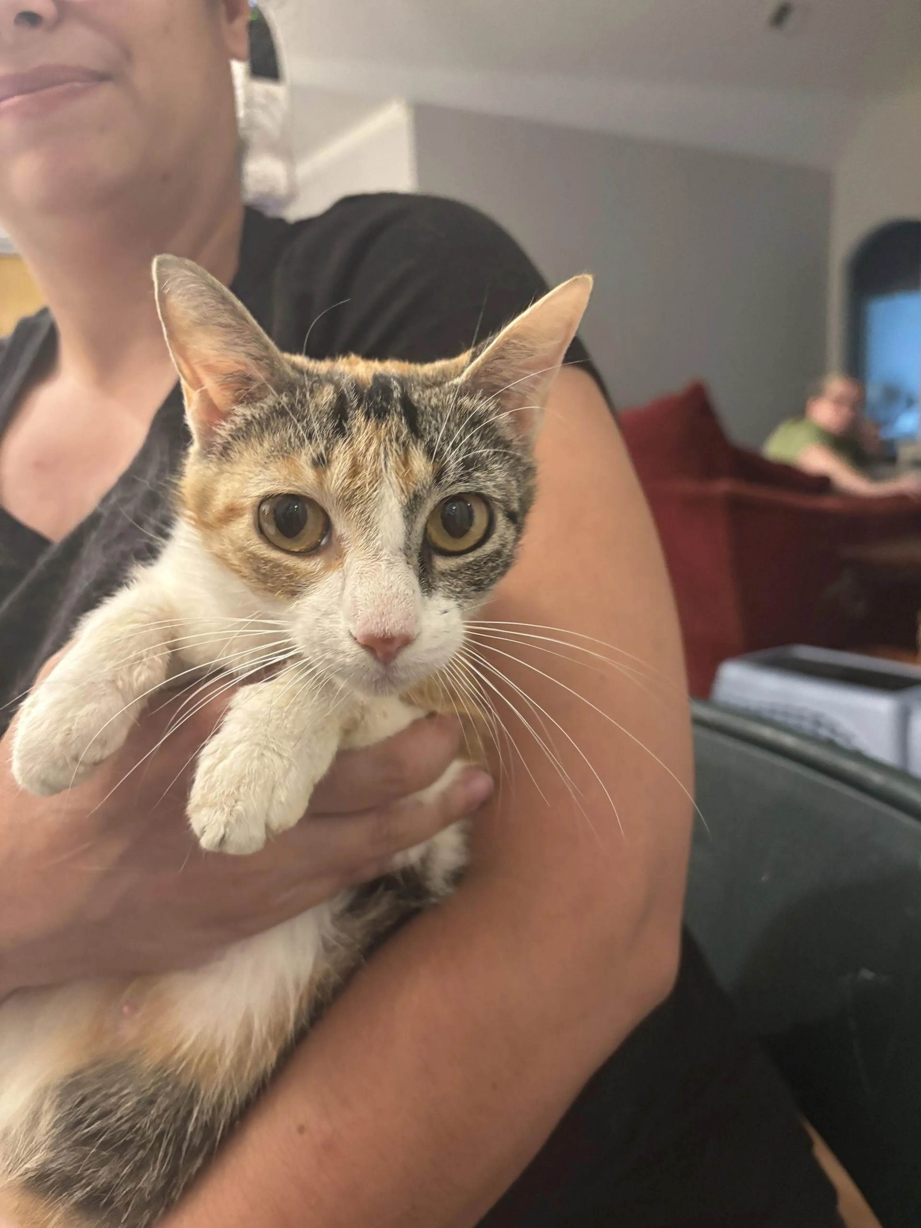 Found pet-1
