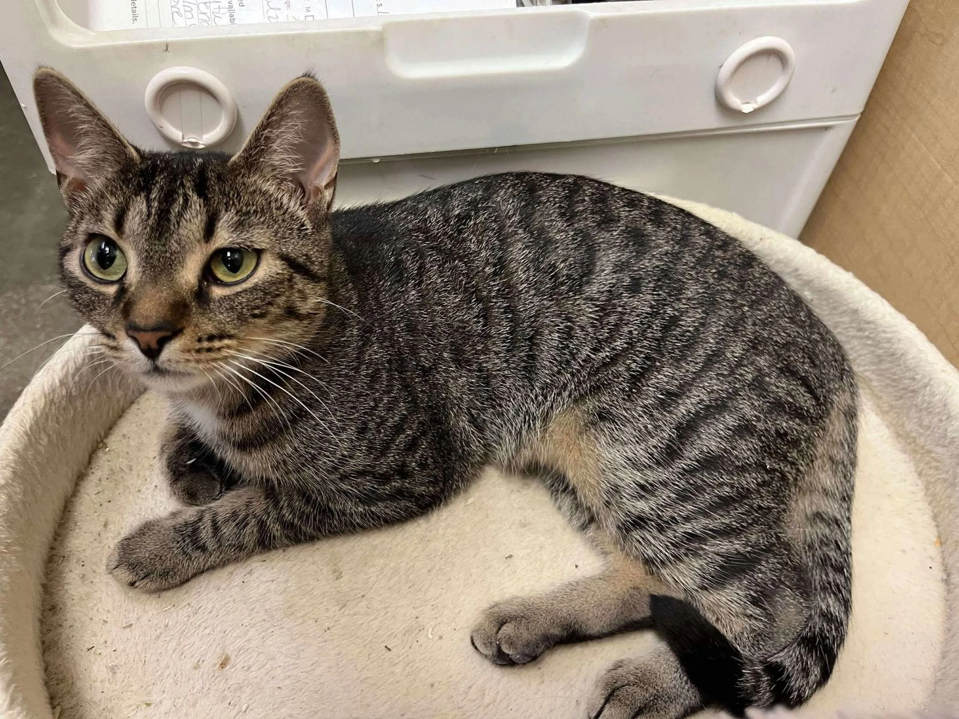 Found pet-1