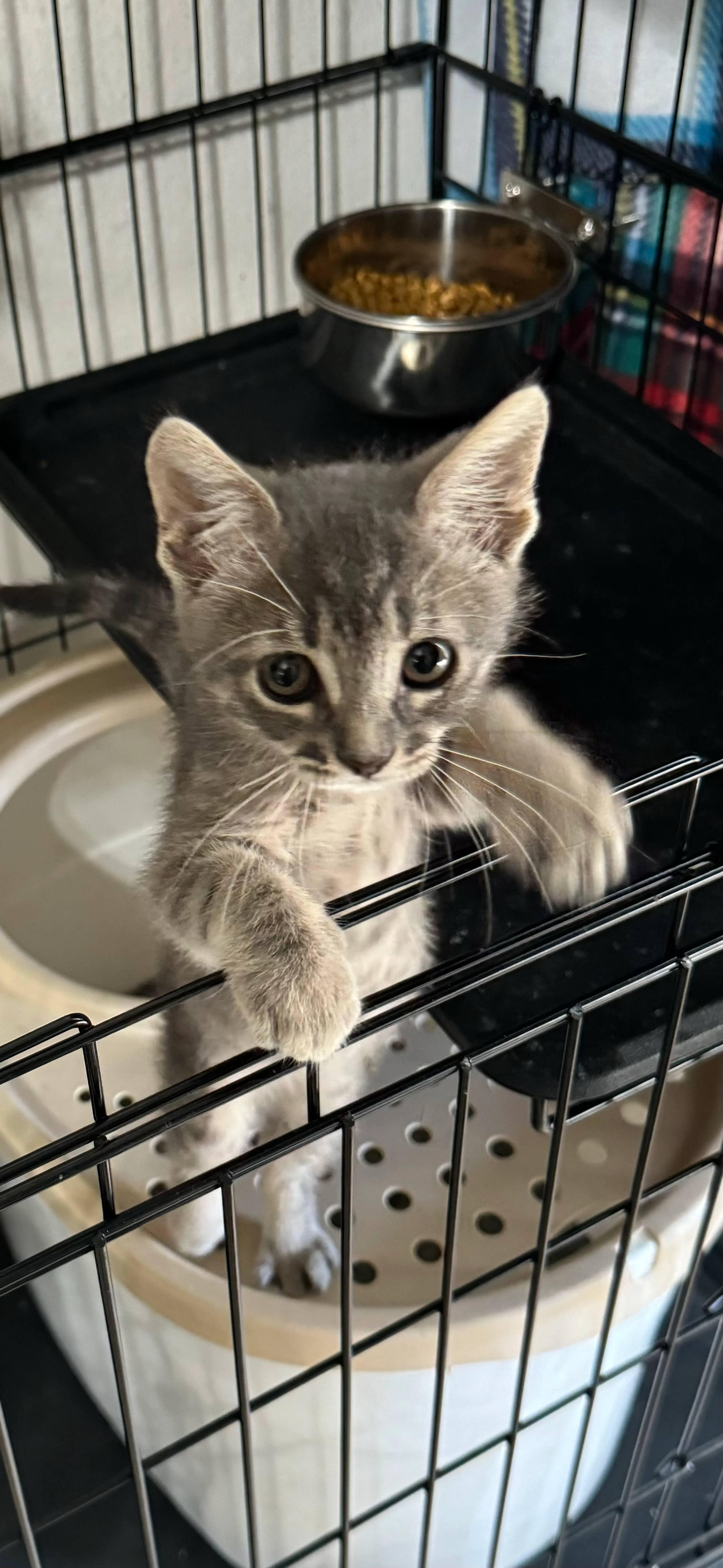 Found pet-1