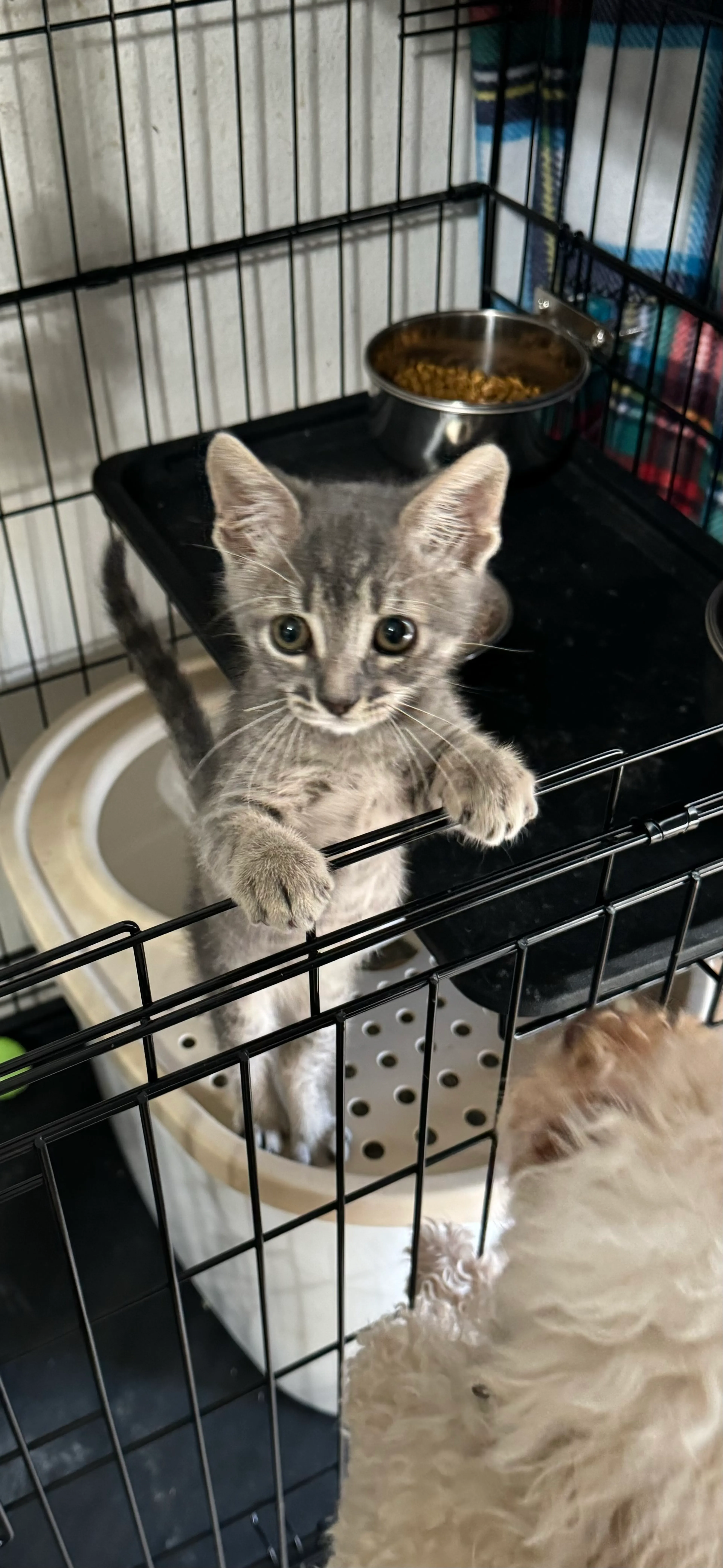 Found pet-2