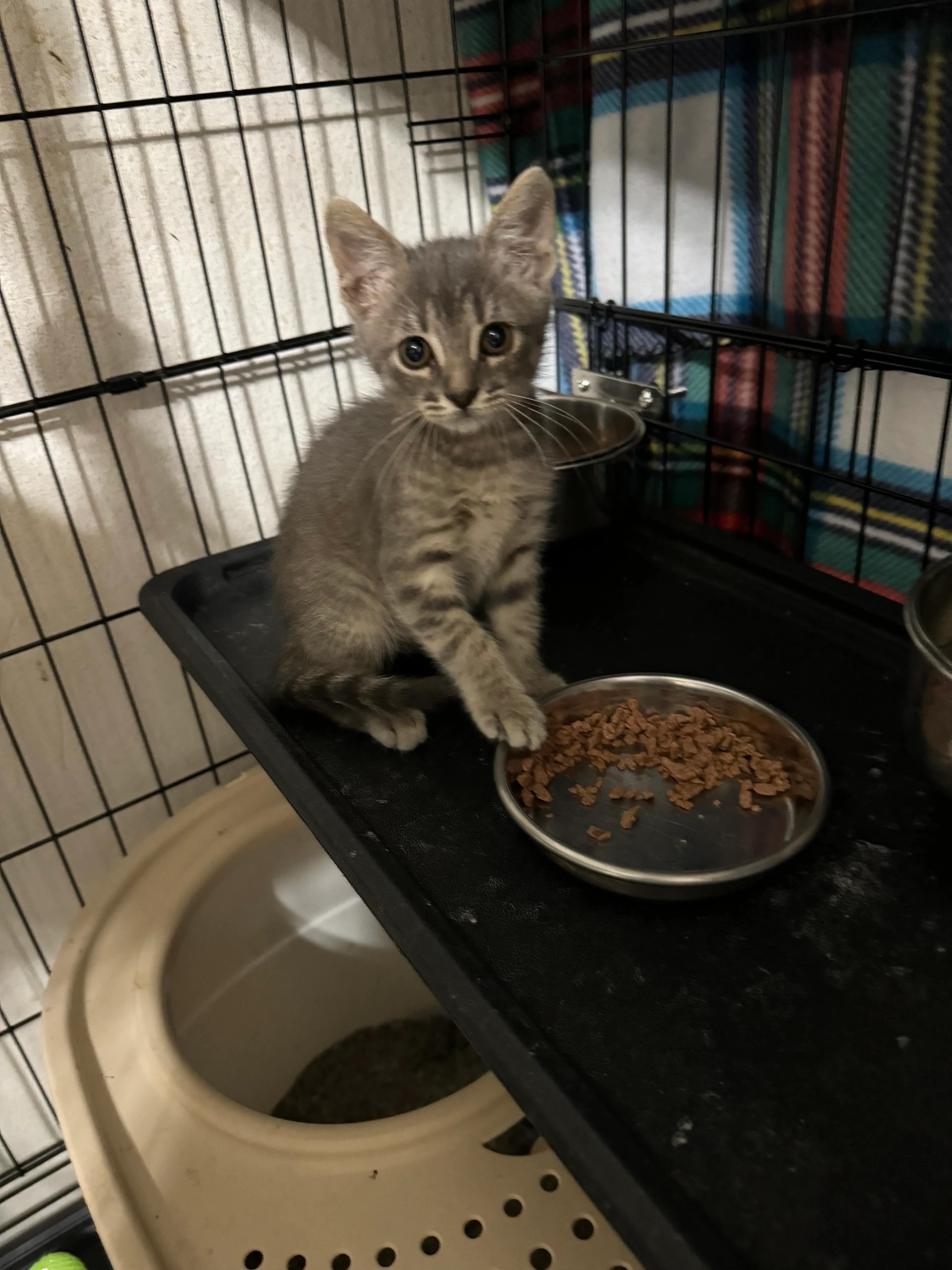 Found pet-0