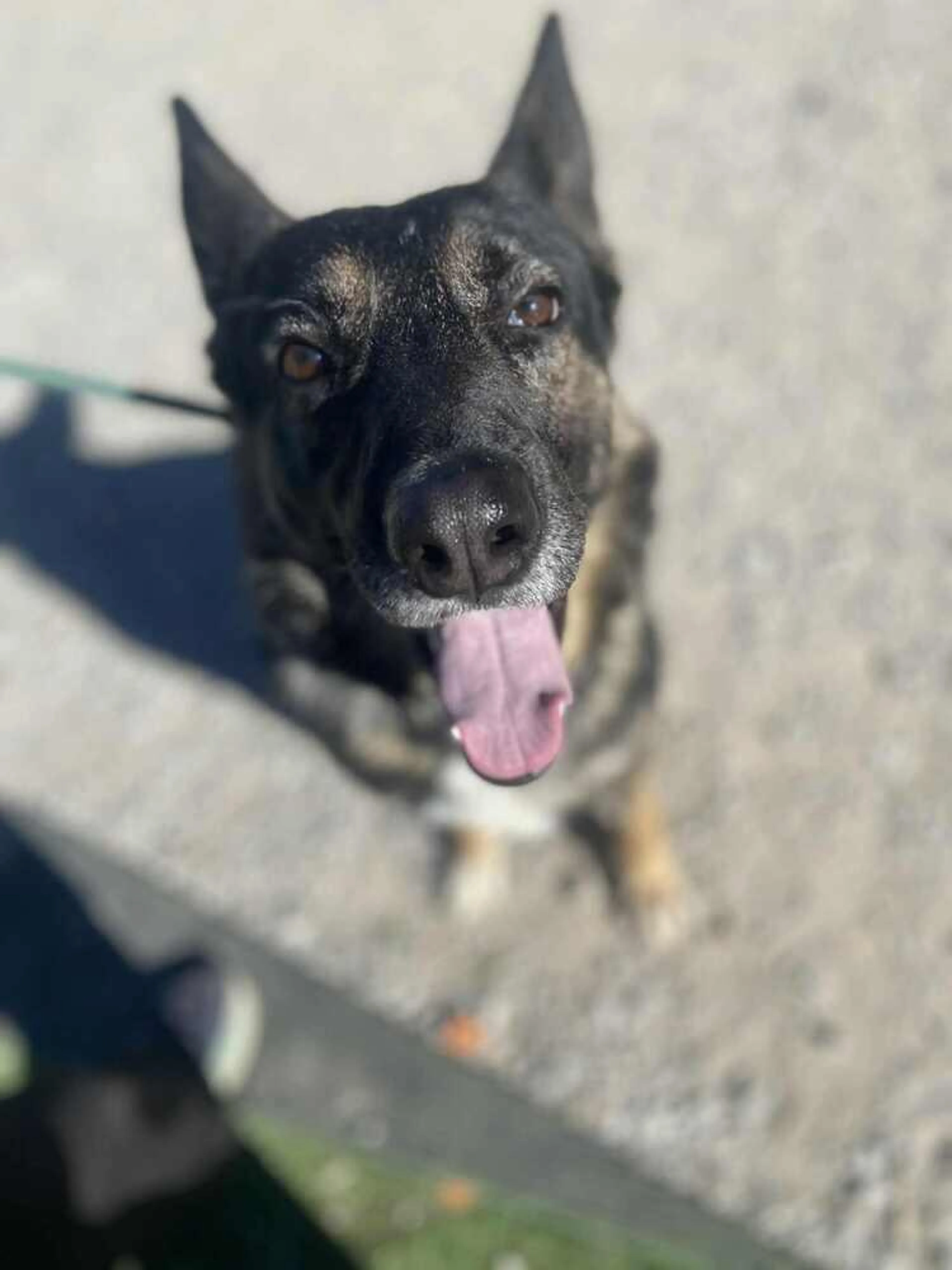 Found pet-1