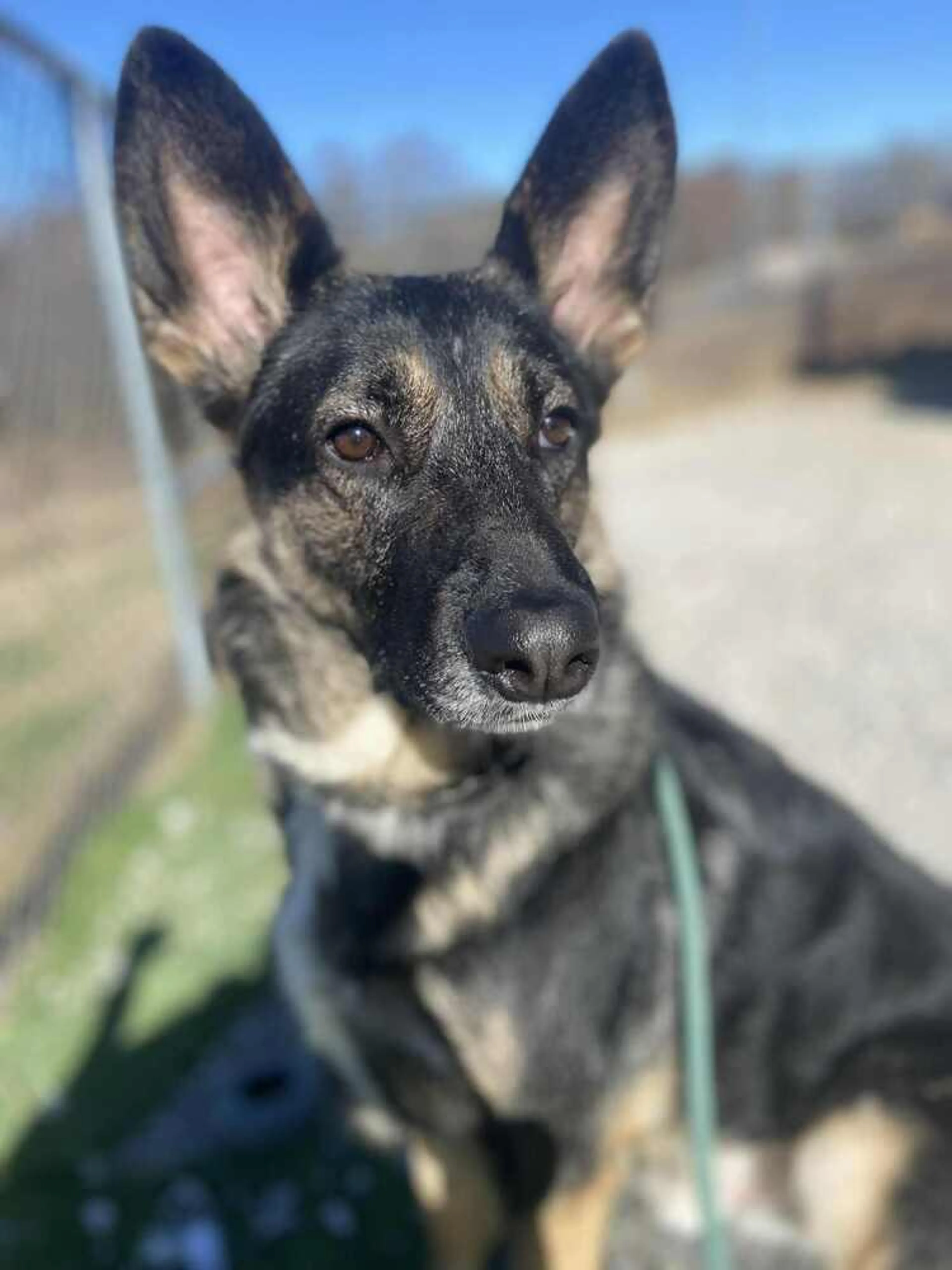 Found pet-2
