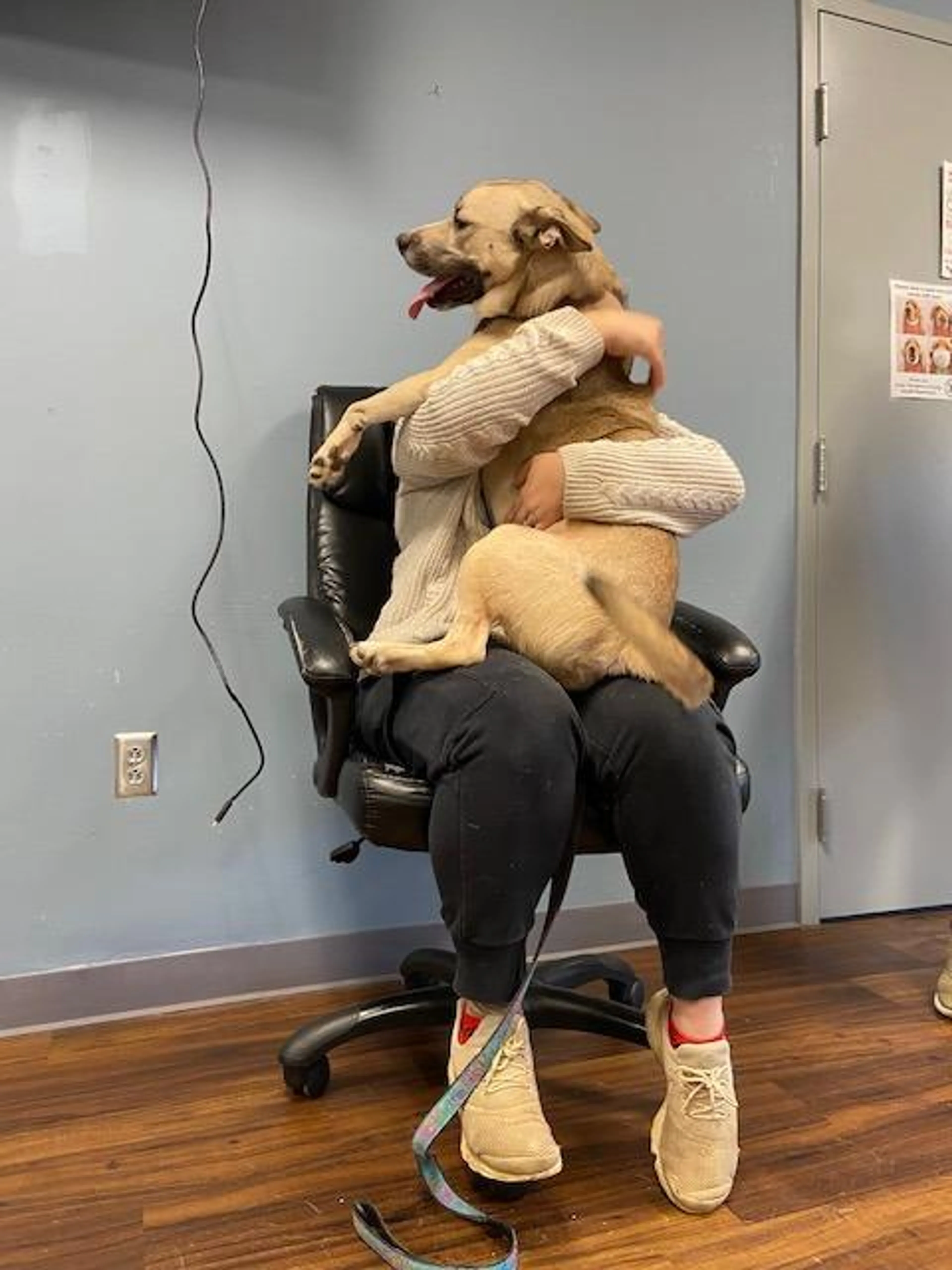 Found pet-4