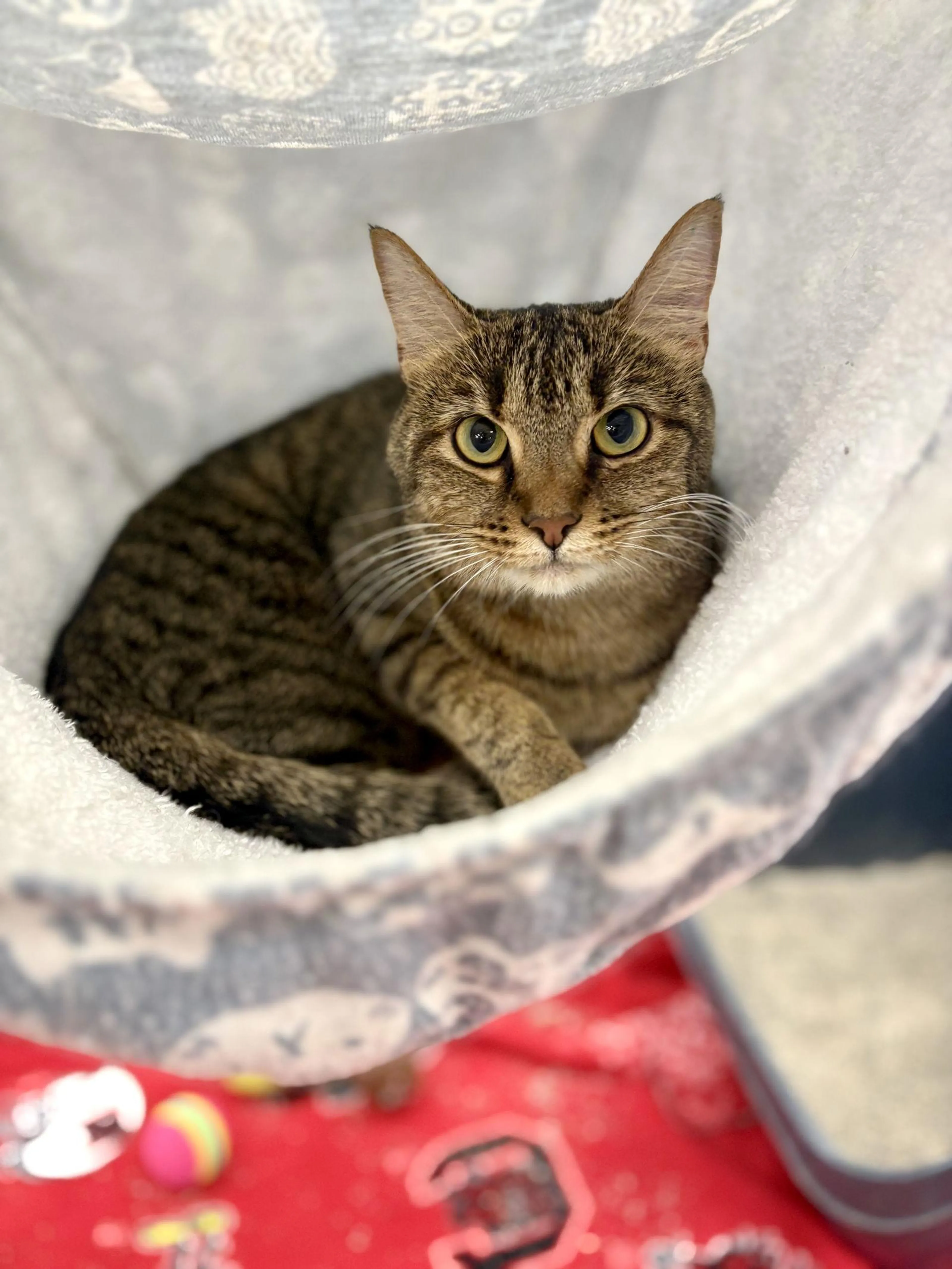 Found pet-2