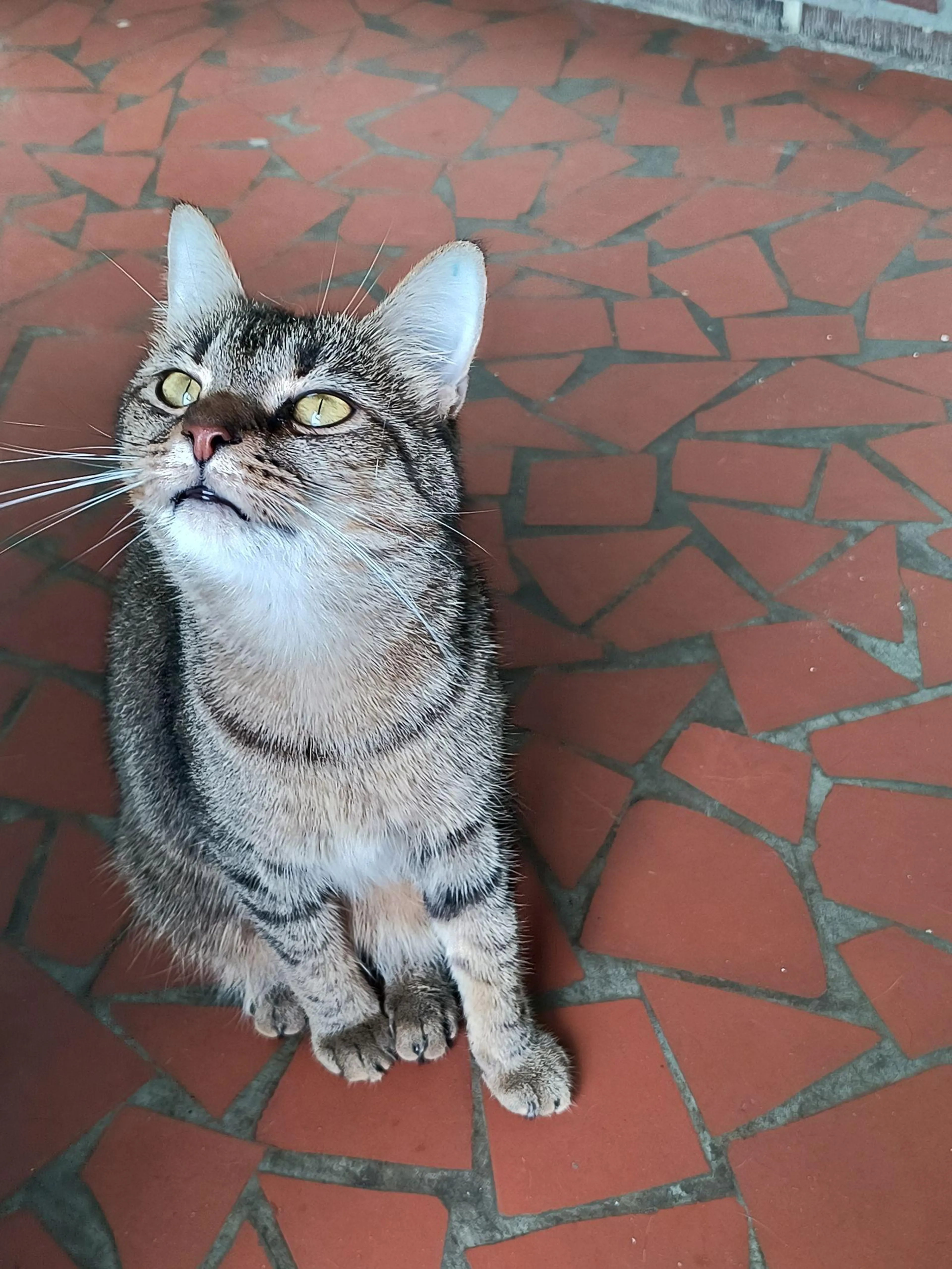 Found pet-0