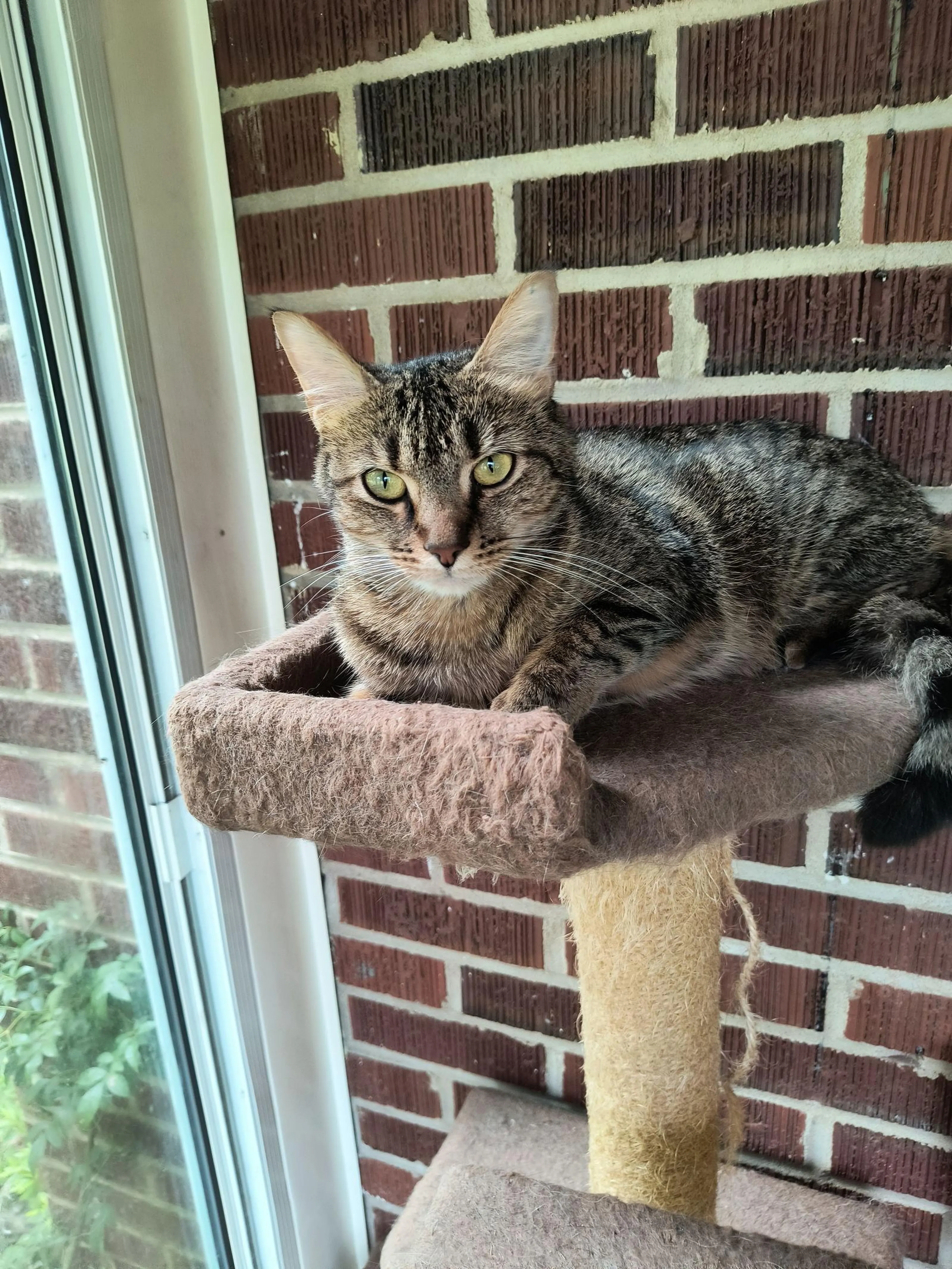 Found pet-1
