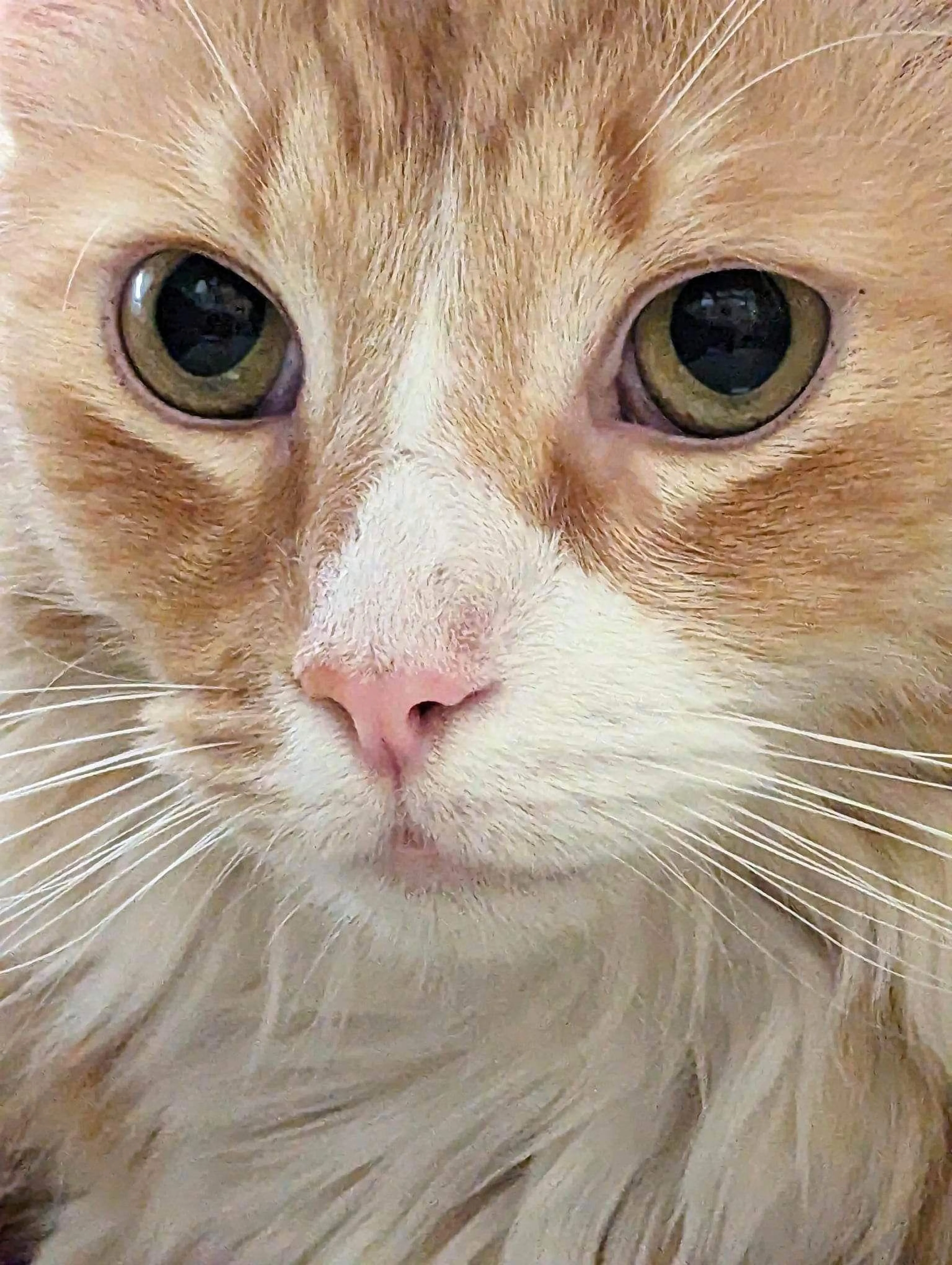 Found pet-0