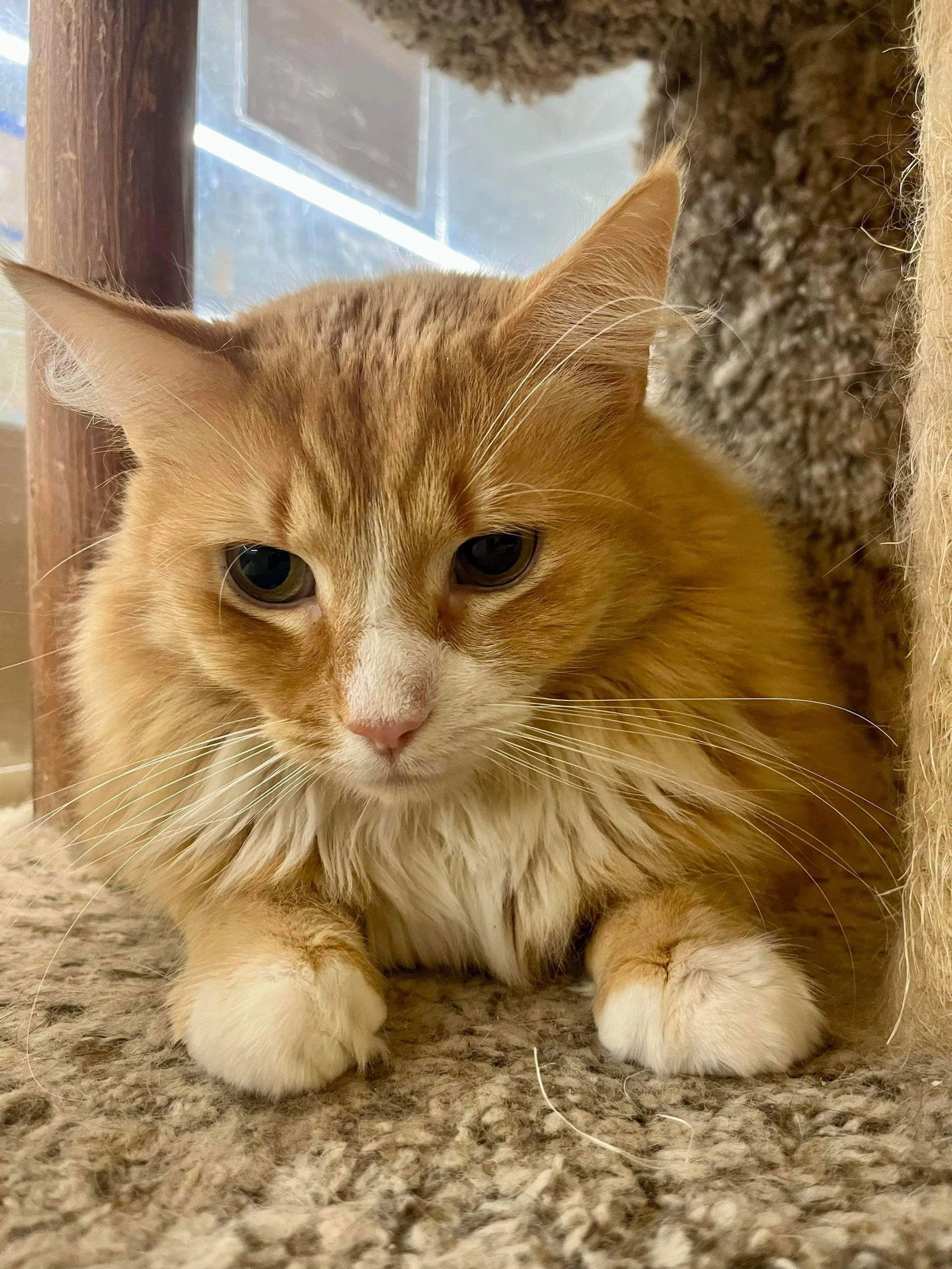 Found pet-1