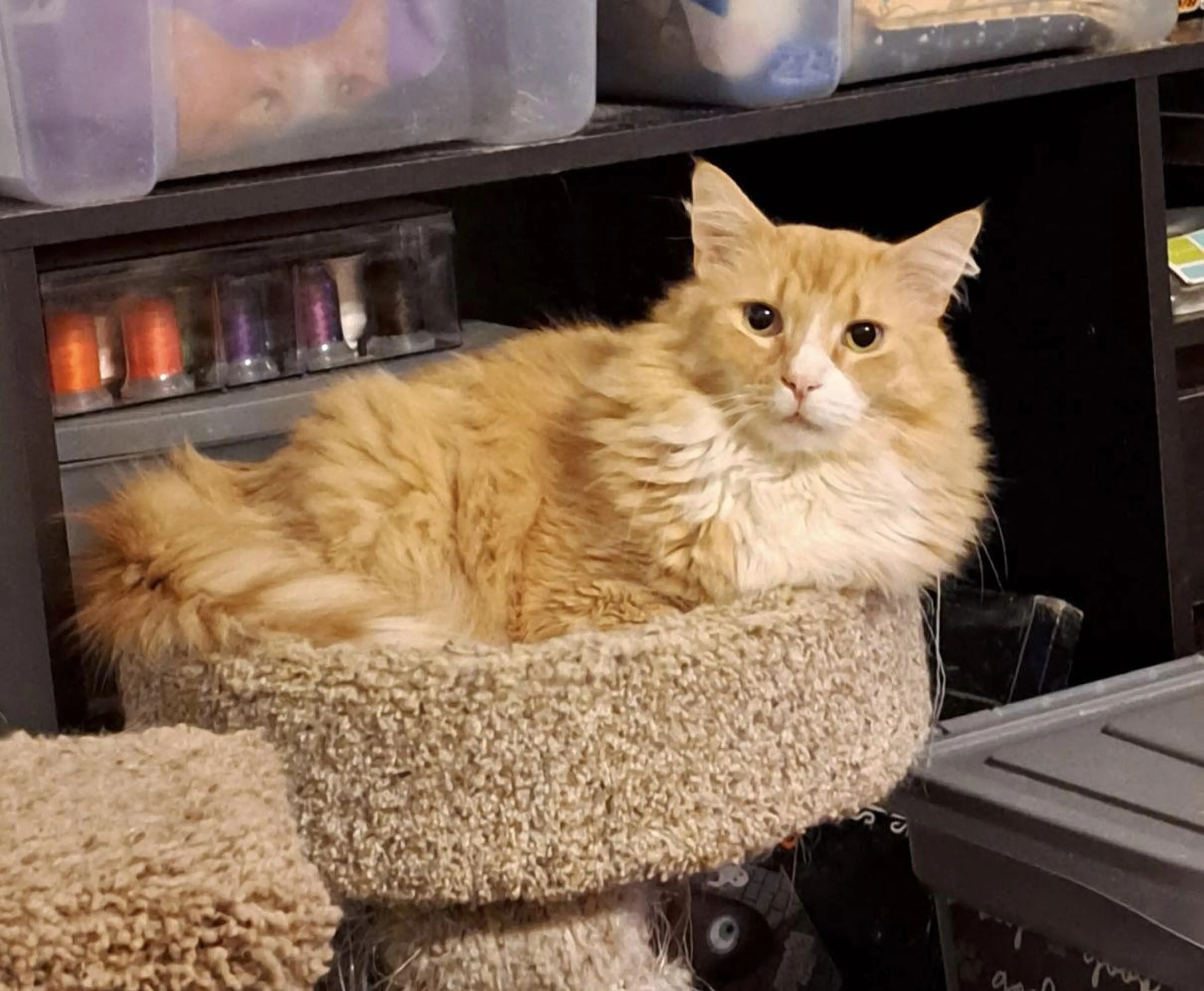 Found pet-2