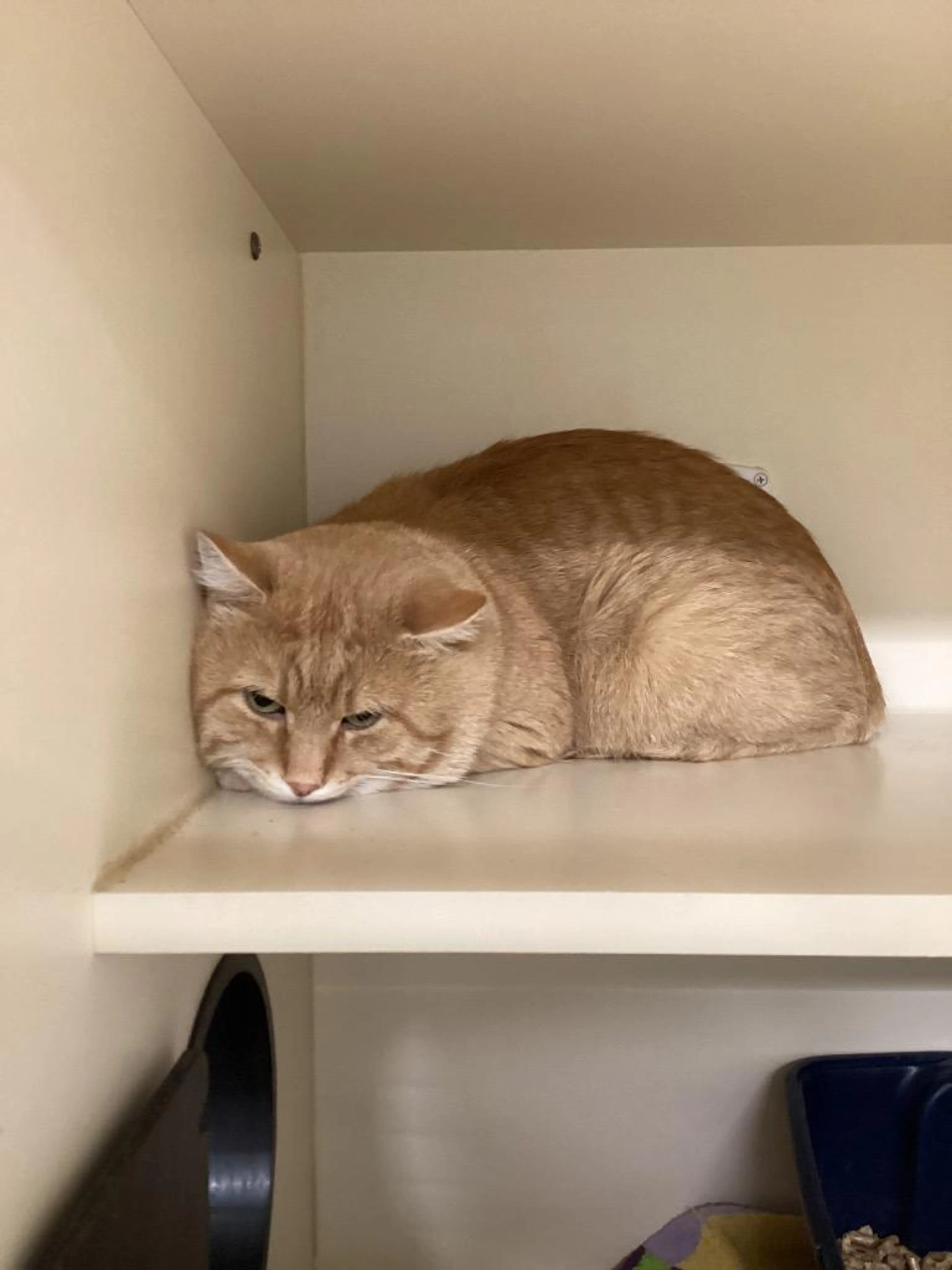 Found pet-0