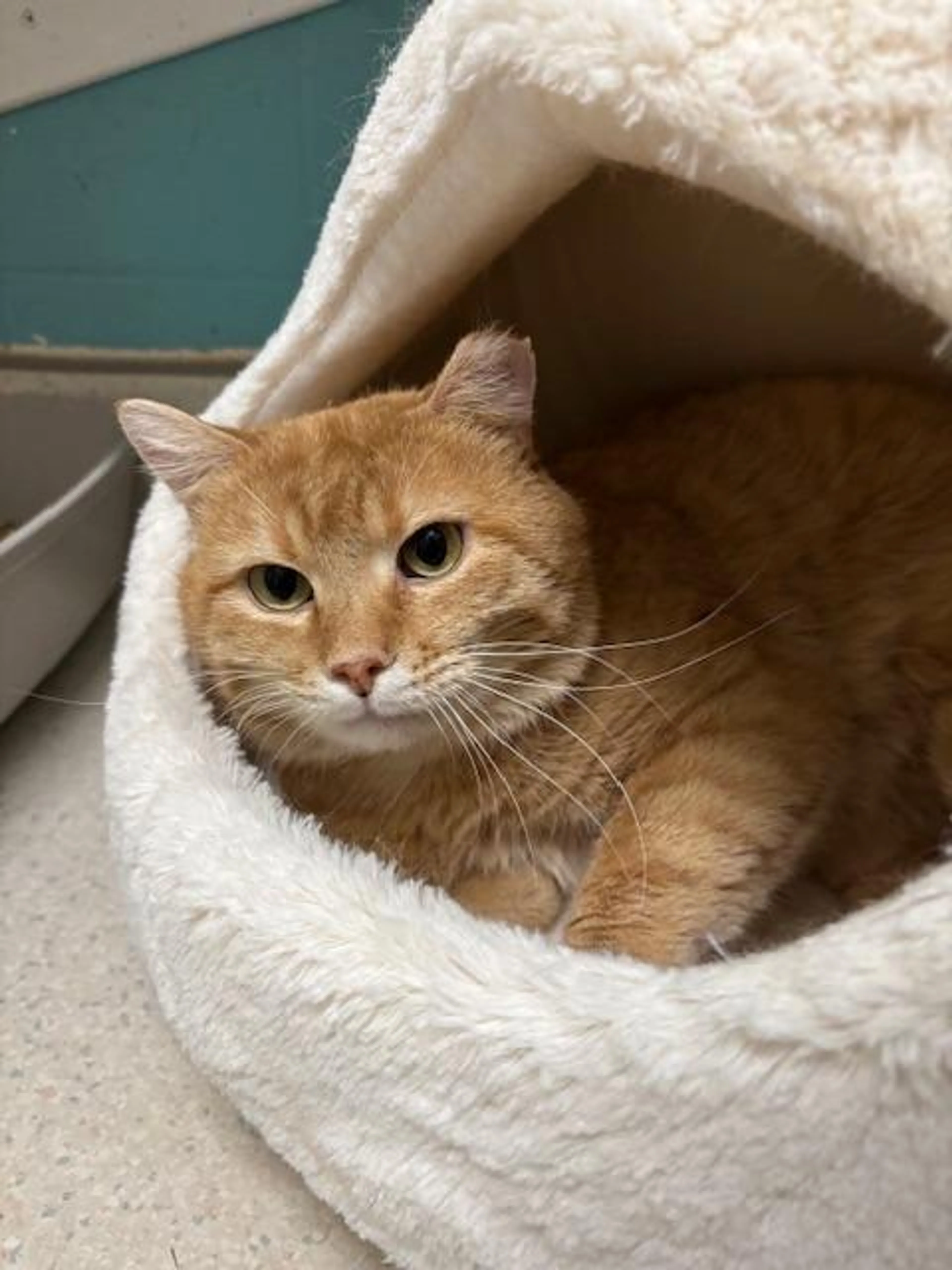 Found pet-1