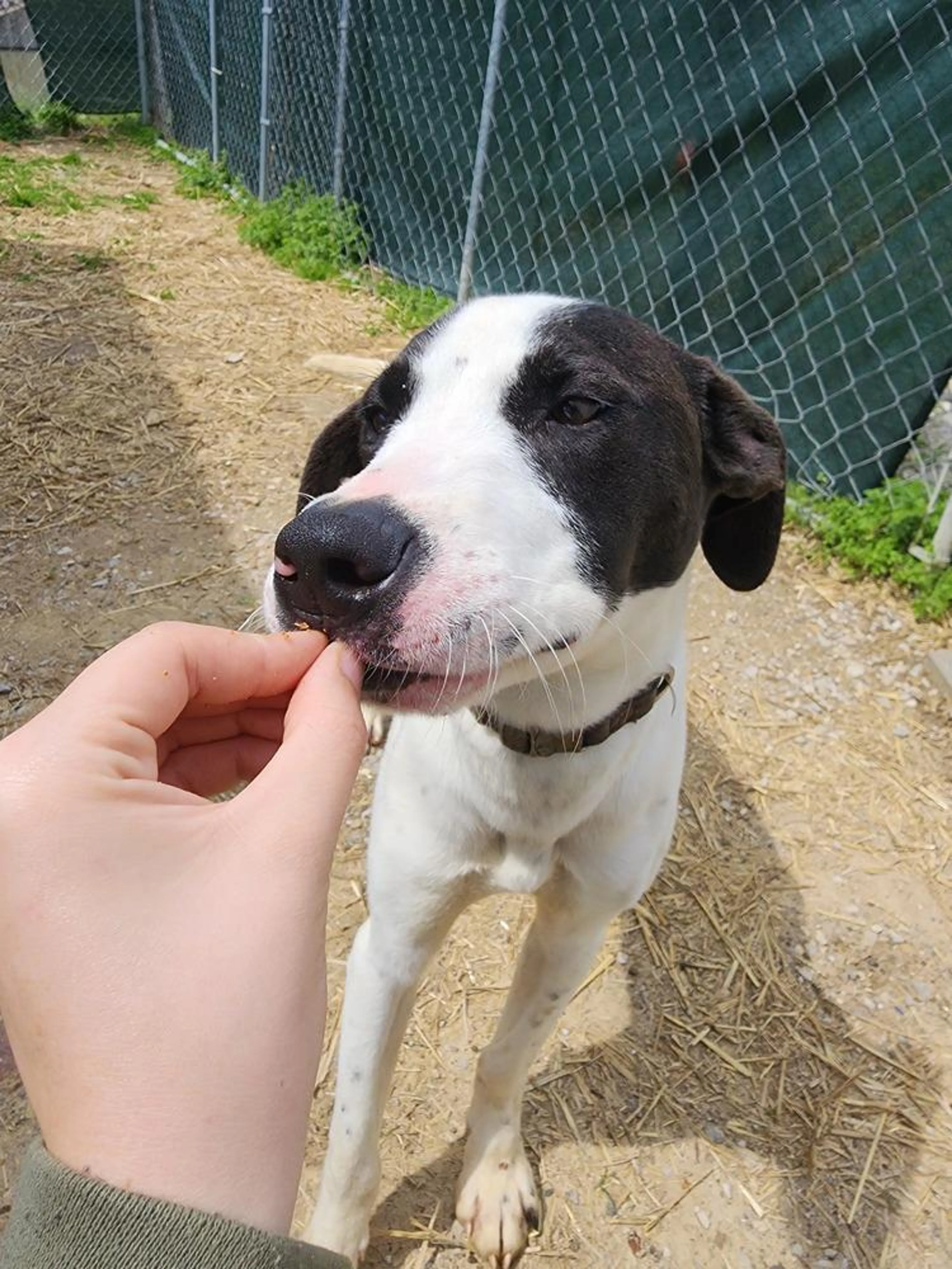 Found pet-4