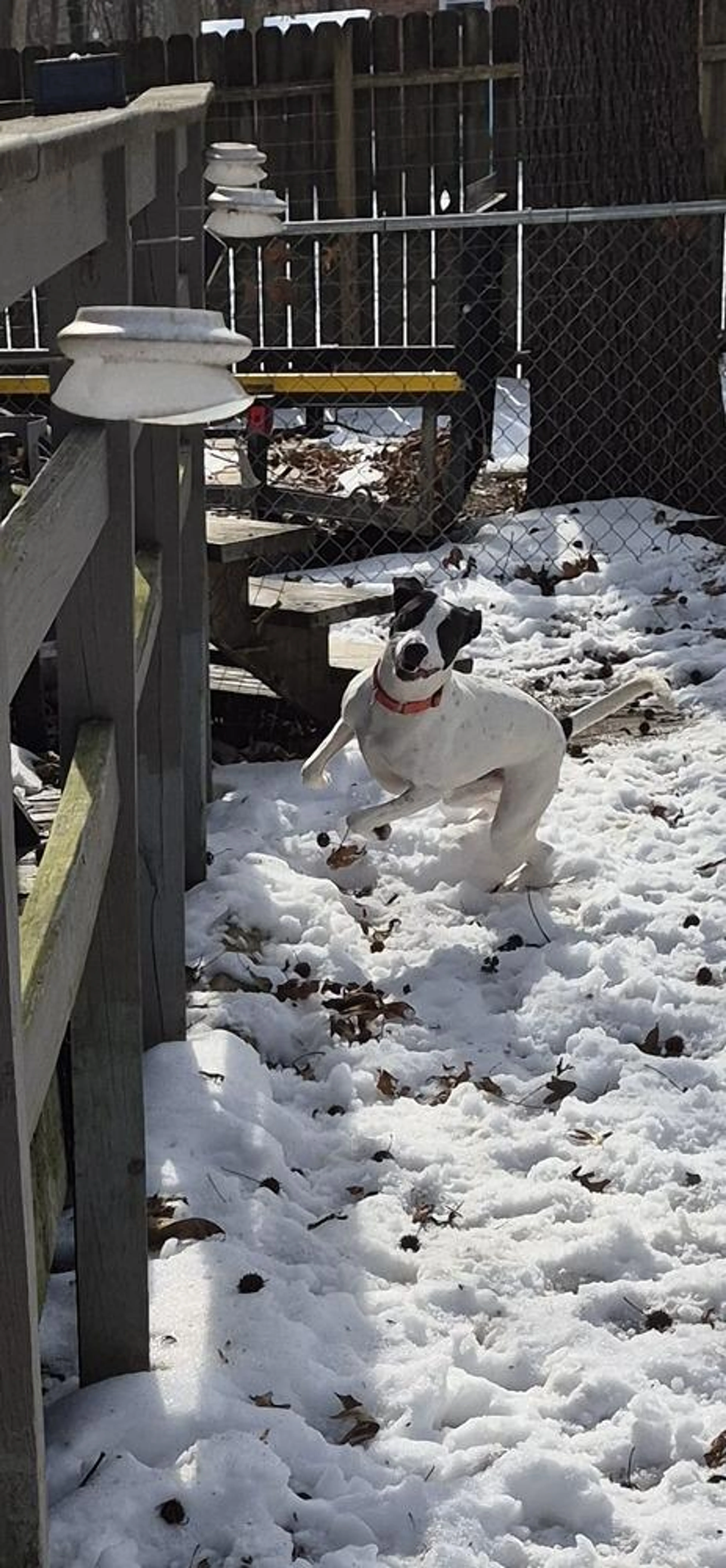Found pet-0