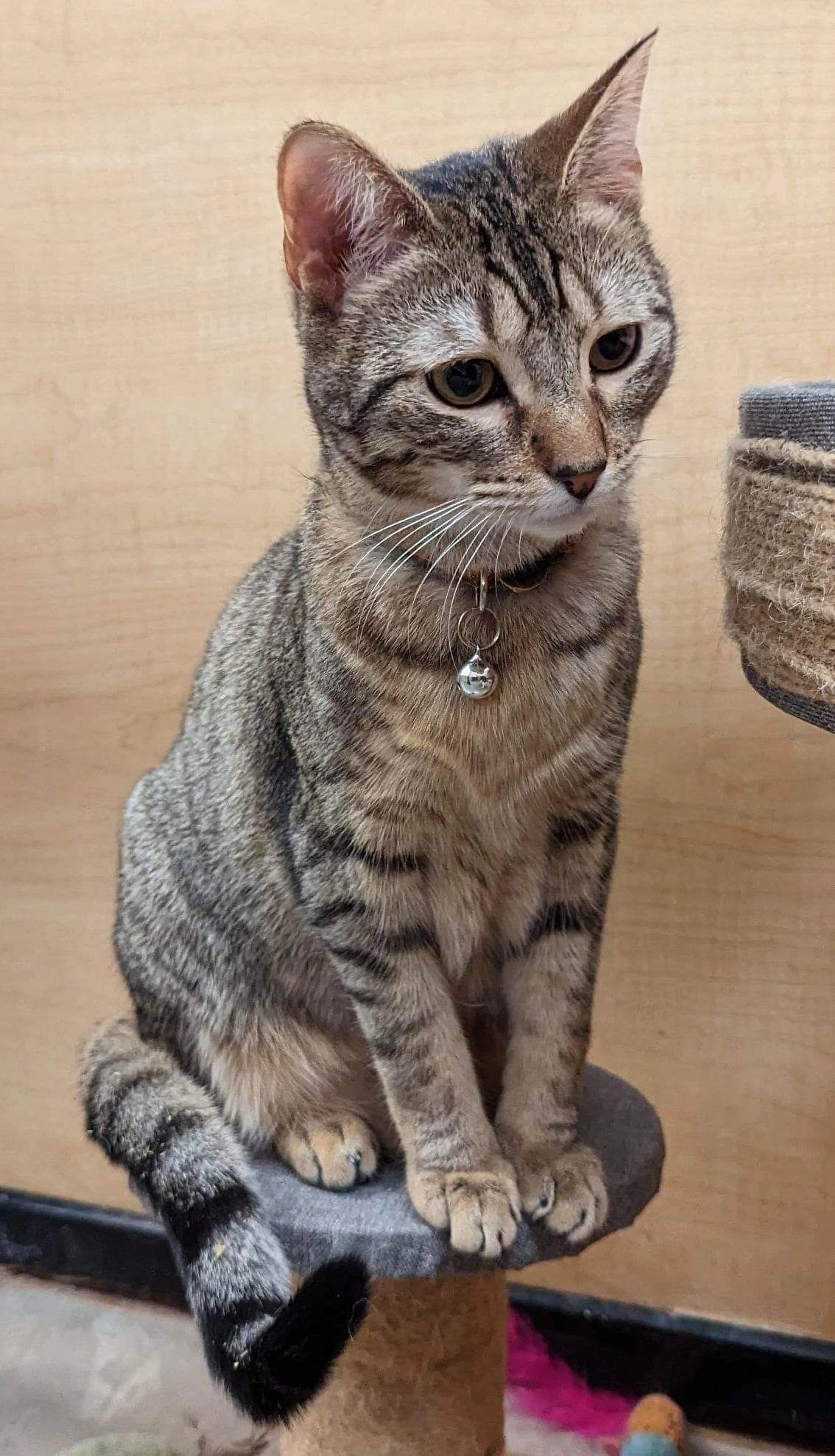 Found pet-0