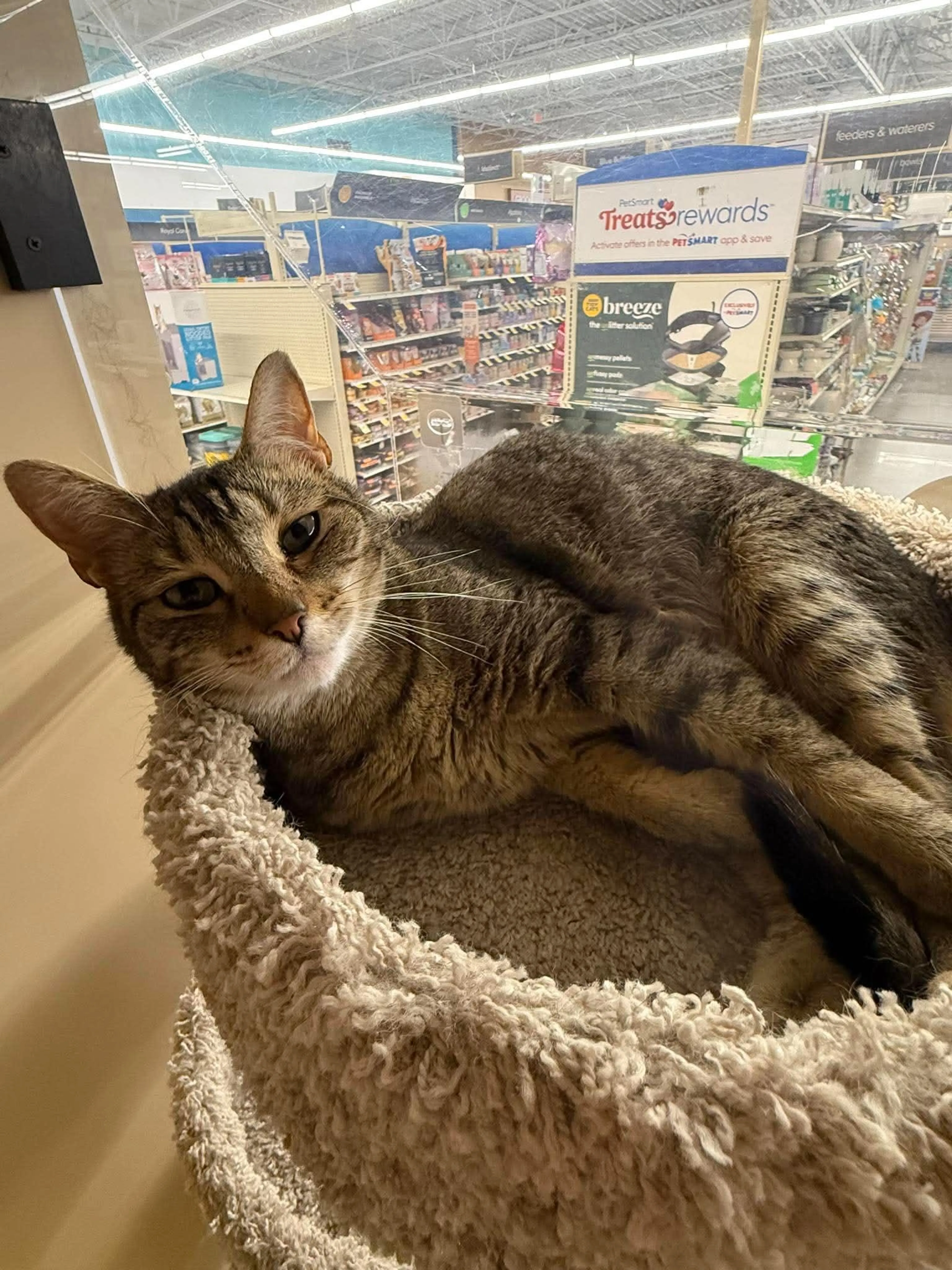 Found pet-2