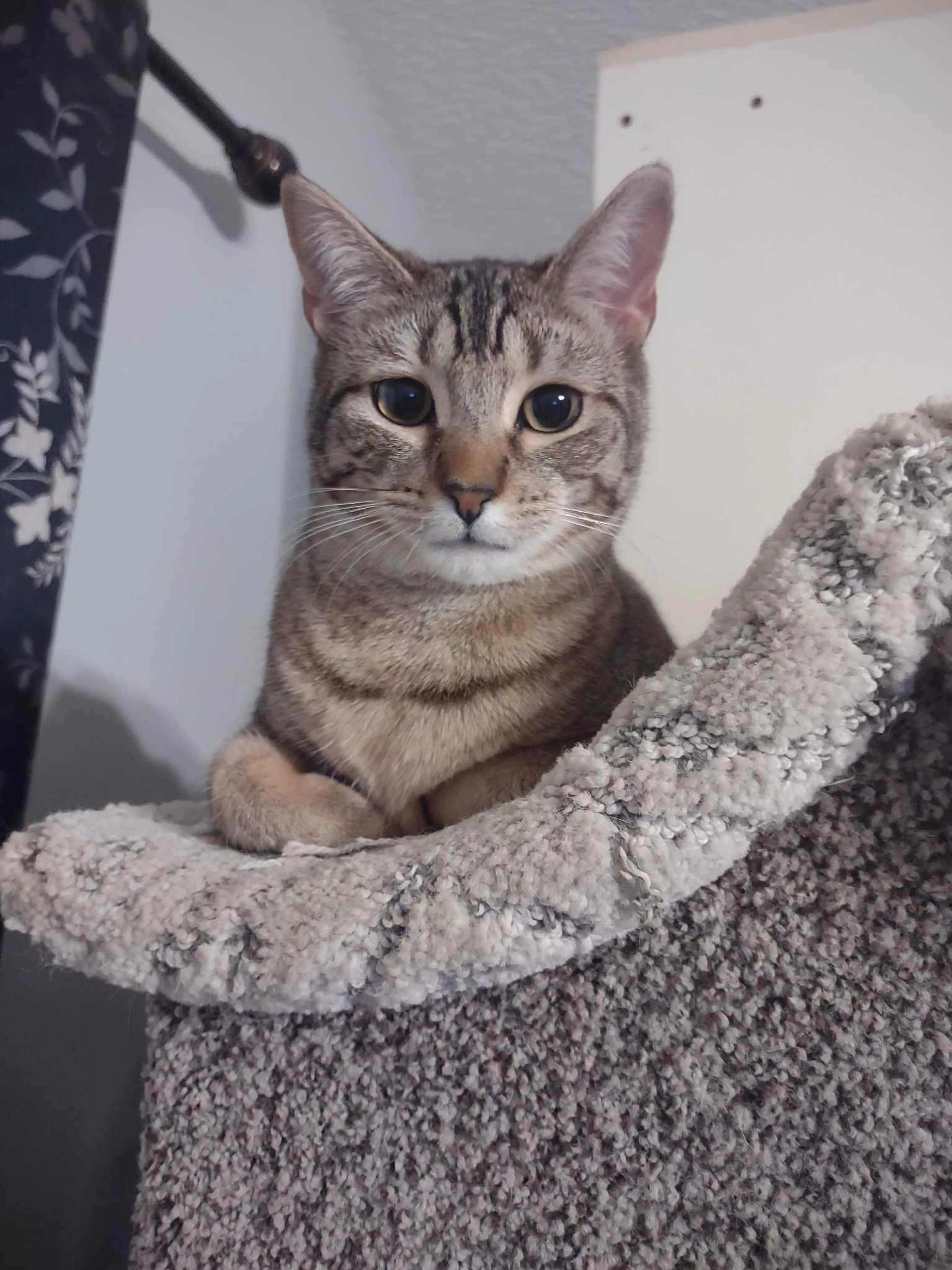 Found pet-1