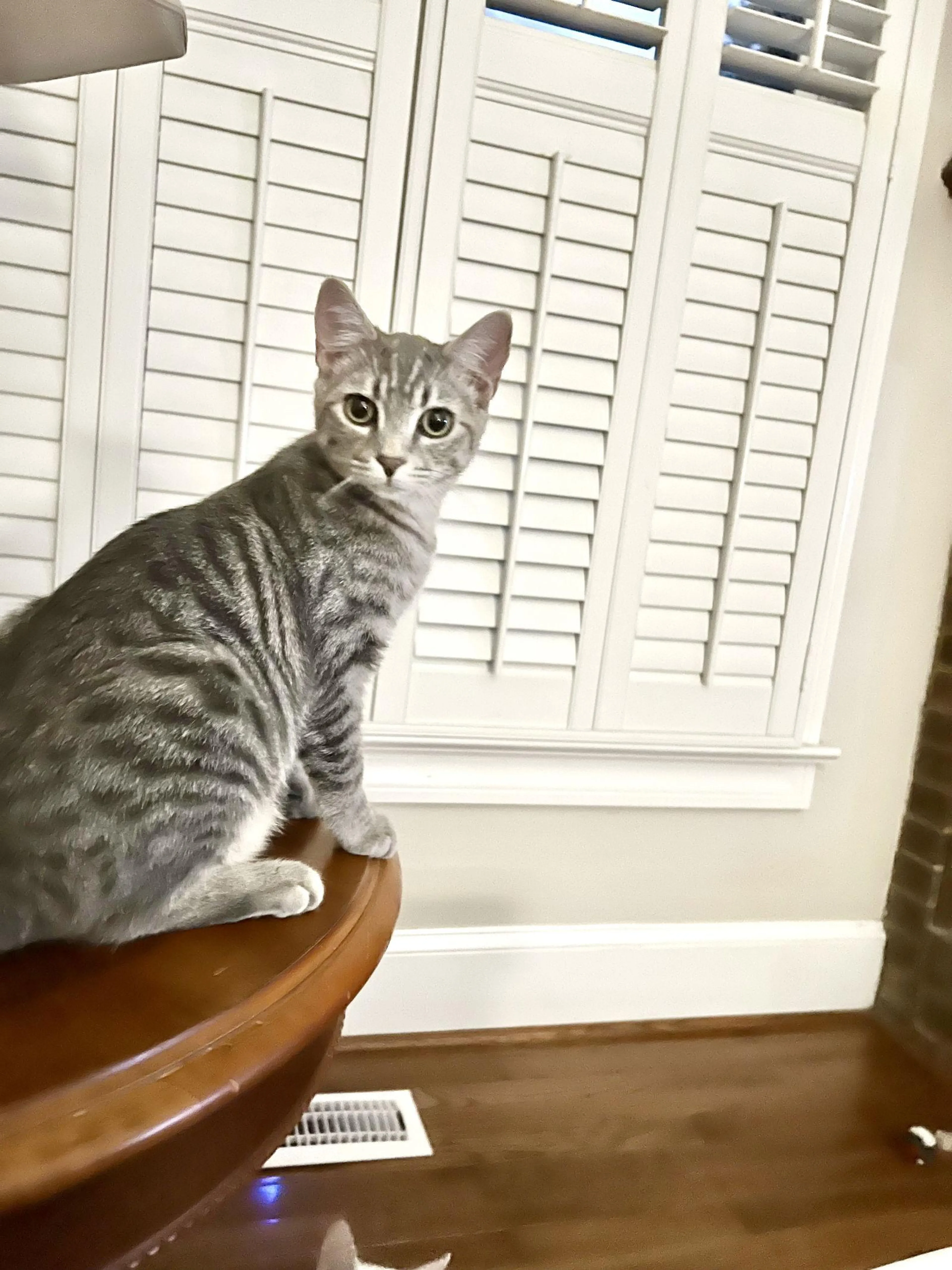 Found pet-1