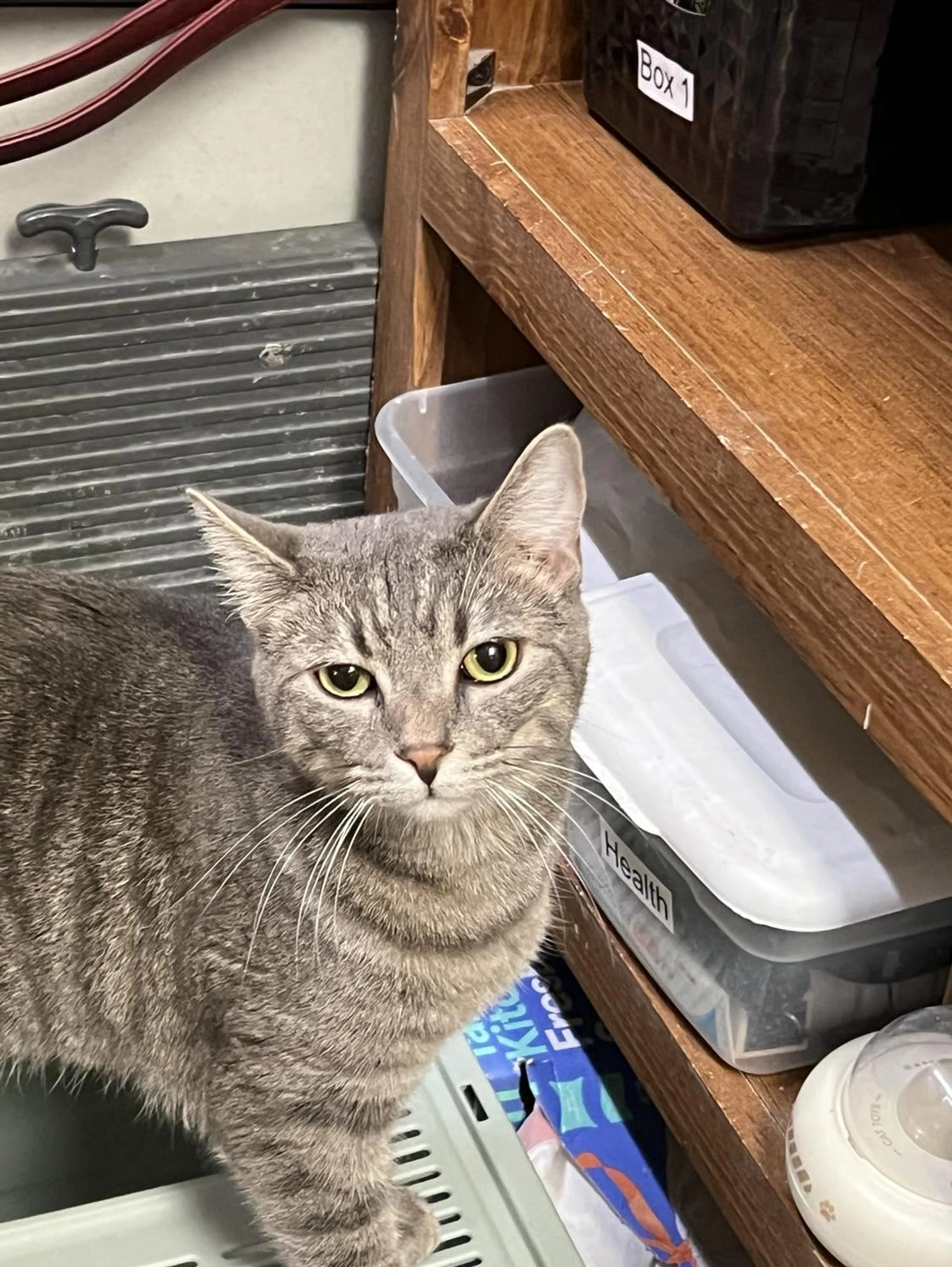 Found pet-0